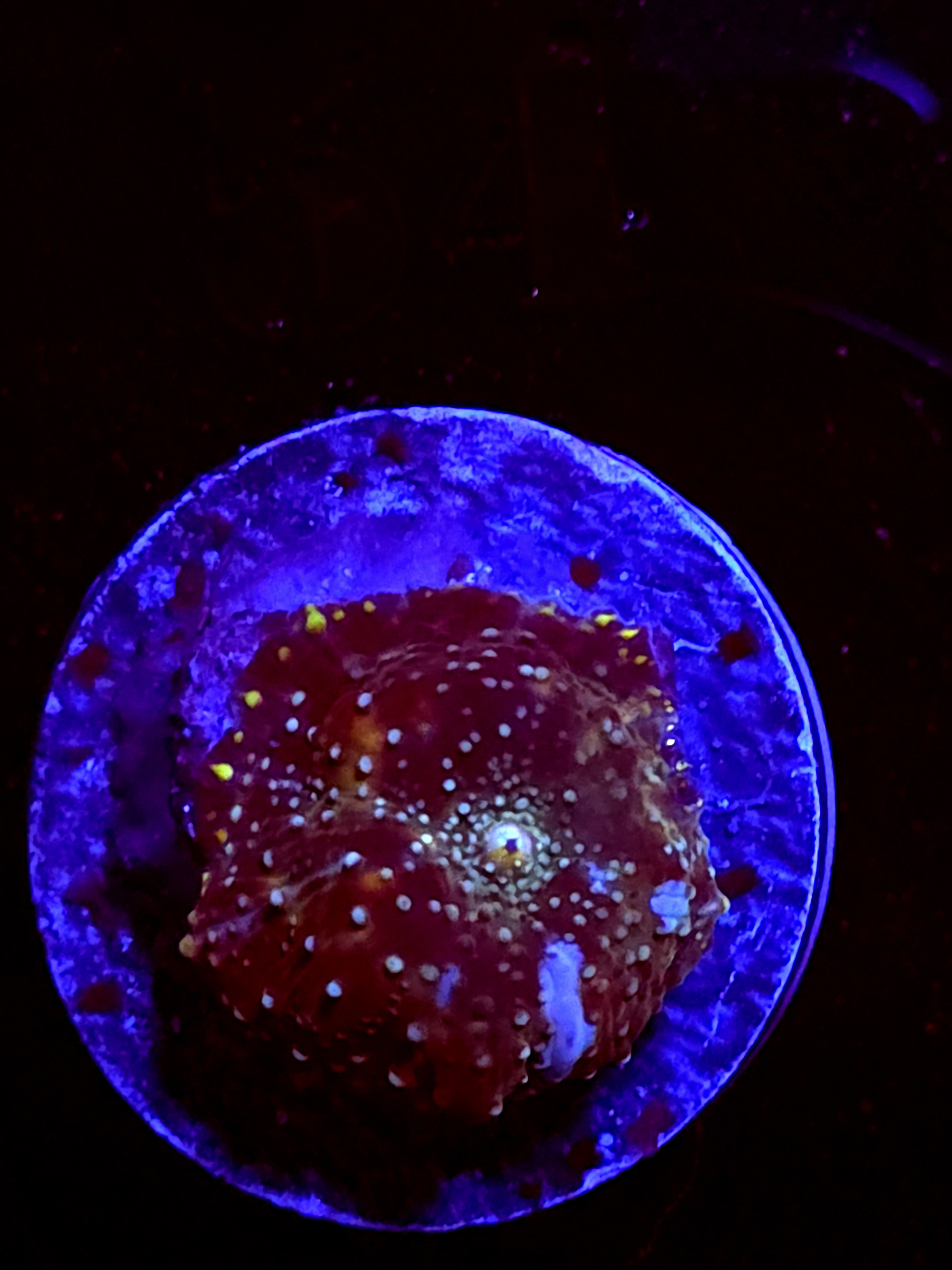 SBB "Radiant Crown" Mushroom Small