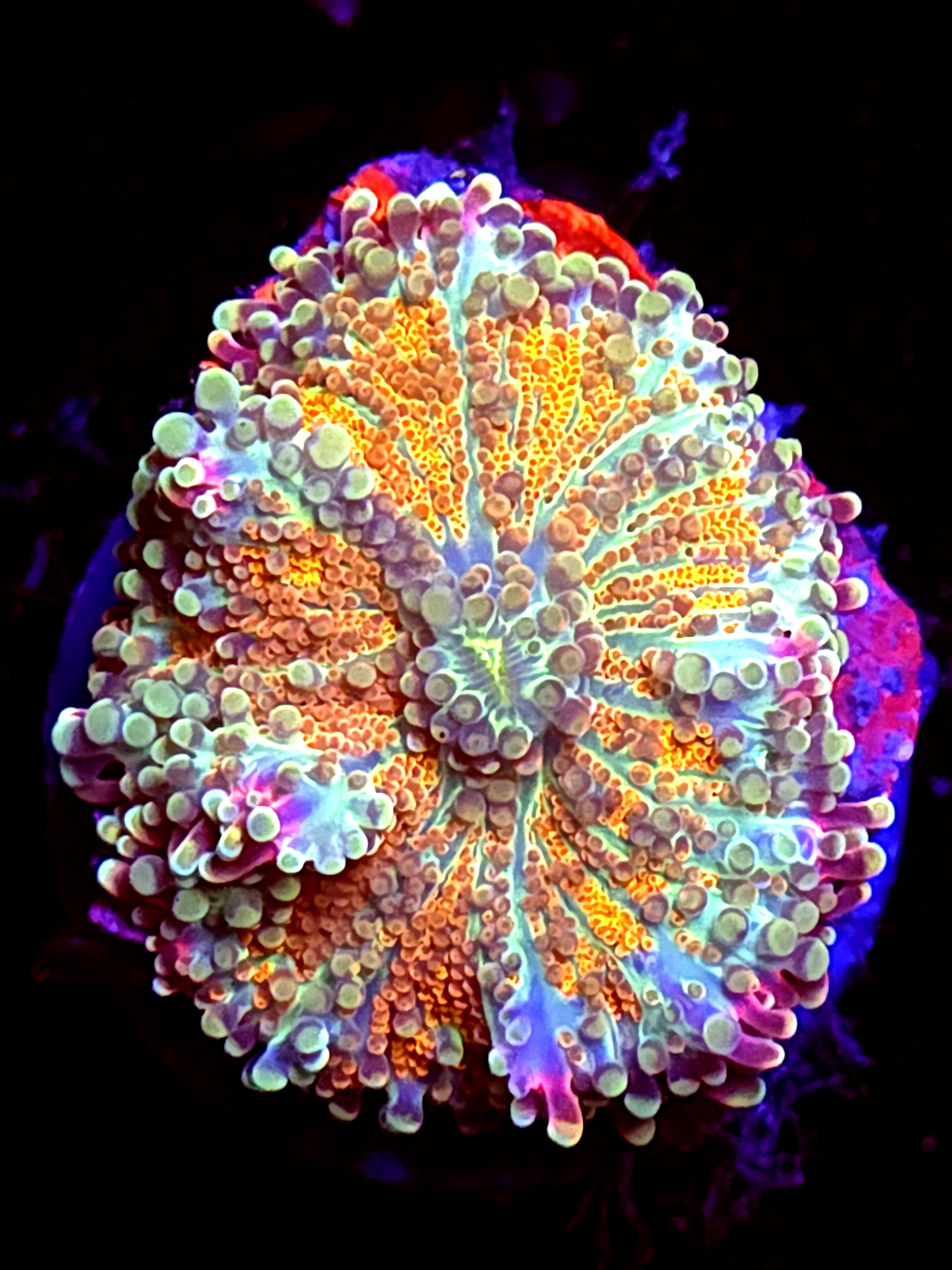 SBB "Hippie Orange" Mushroom Large