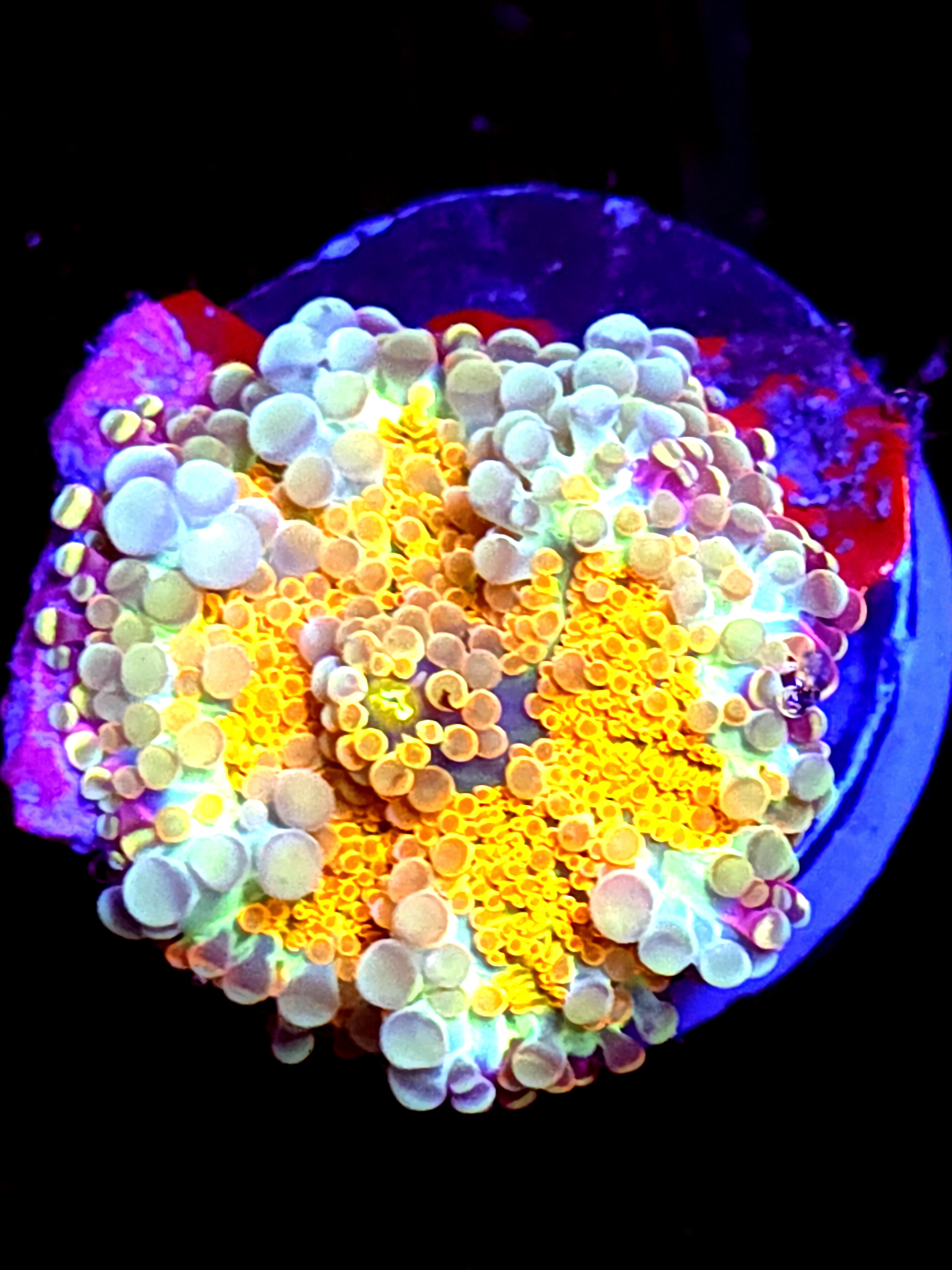 SBB "Bright Flare" Mushroom Medium