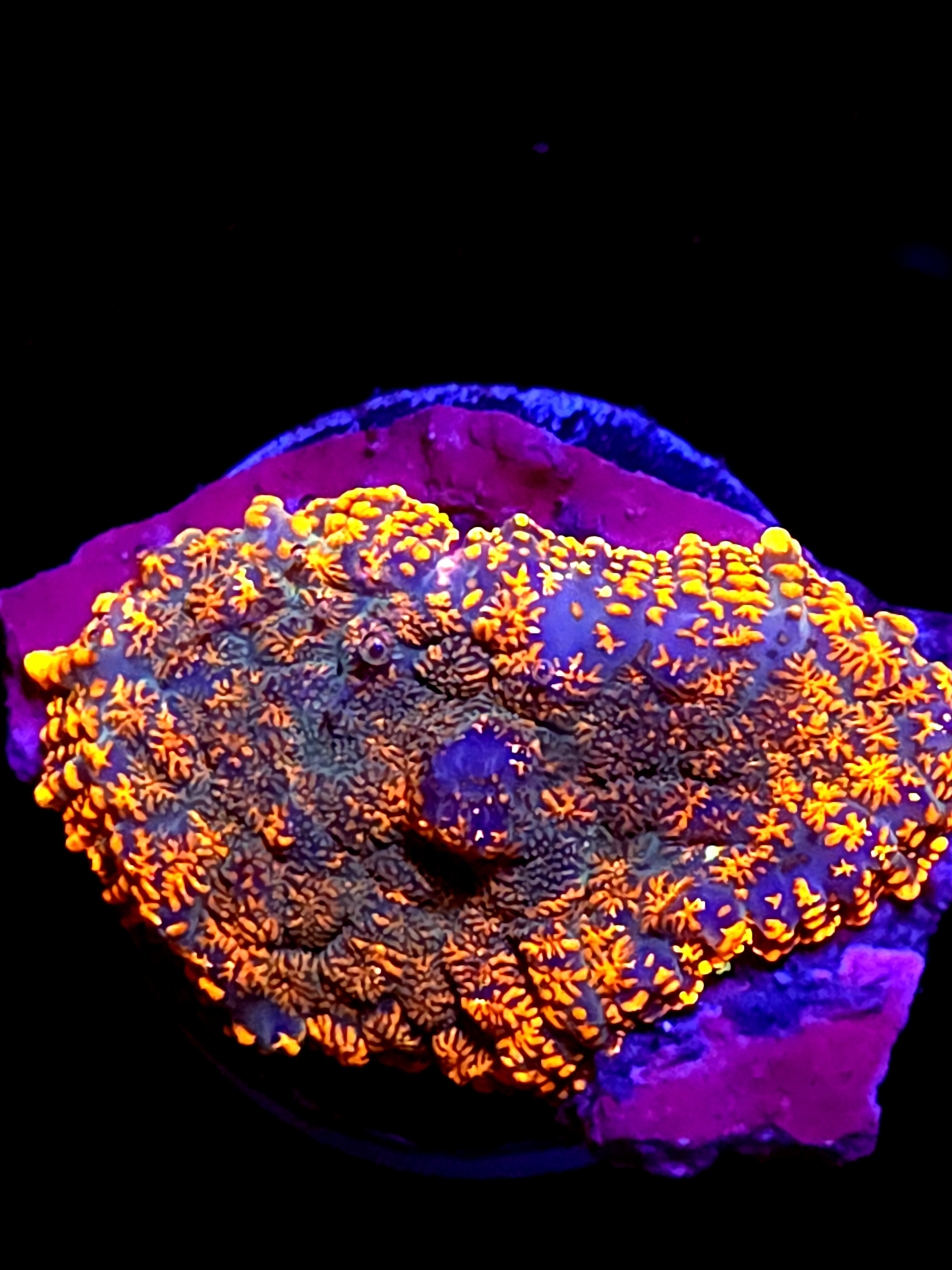 SBB "Super Saiyan" Mushroom Medium