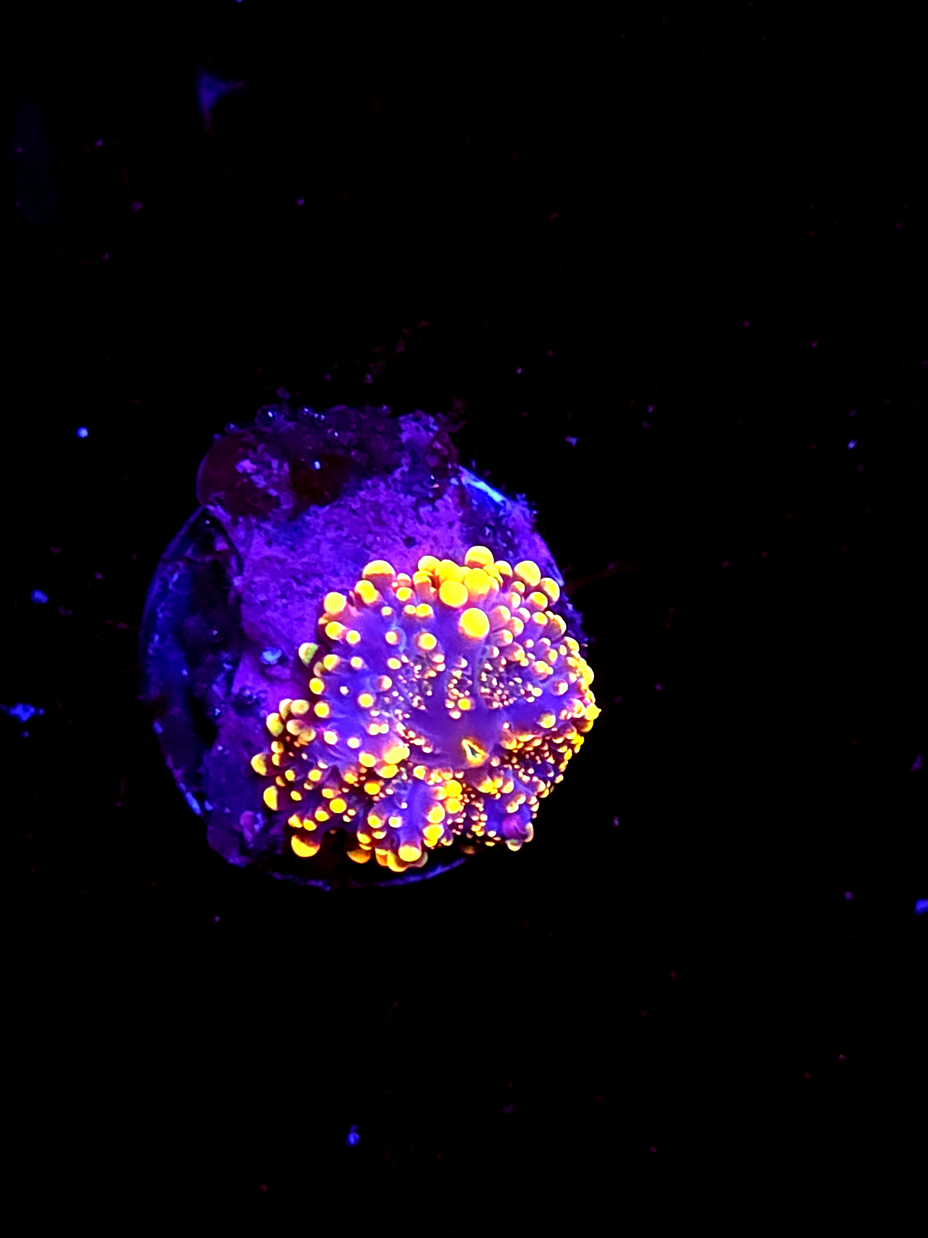 SBB "King Kong" Mushroom Small