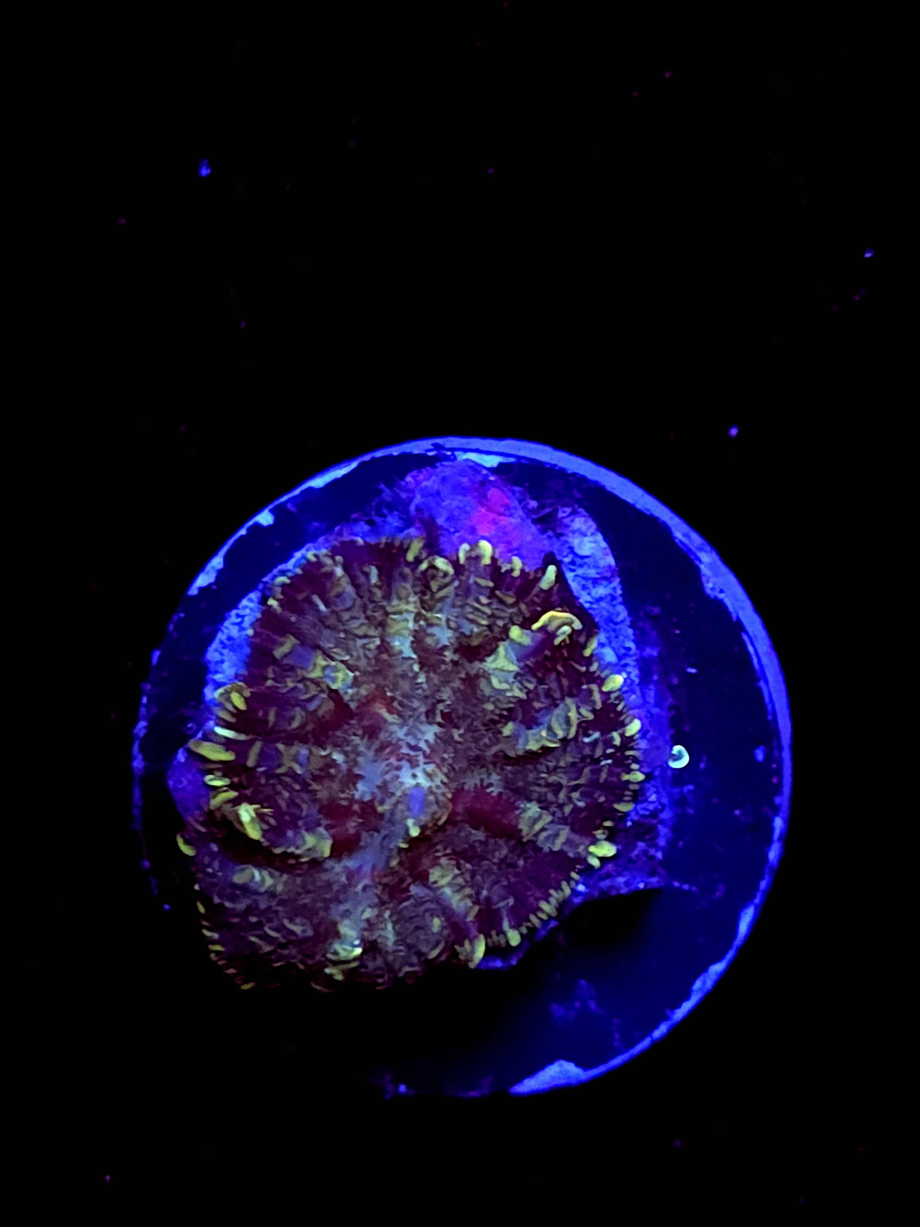 SBB "Titan Forge" Mushroom Small