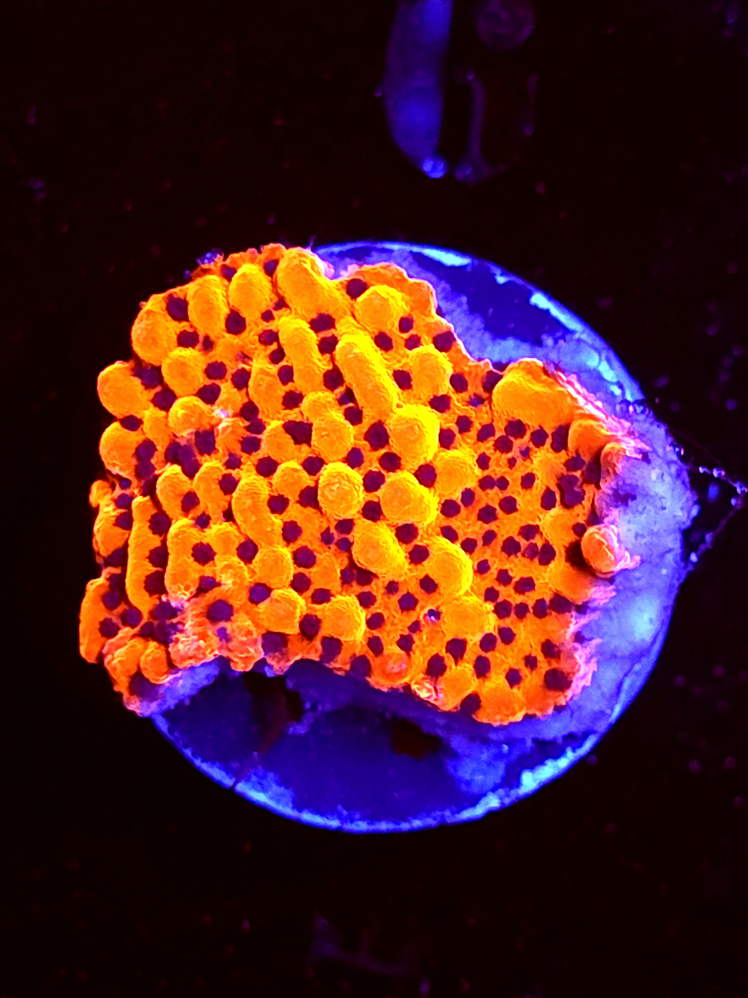 SBB "Cherry Tree" Medium Monti