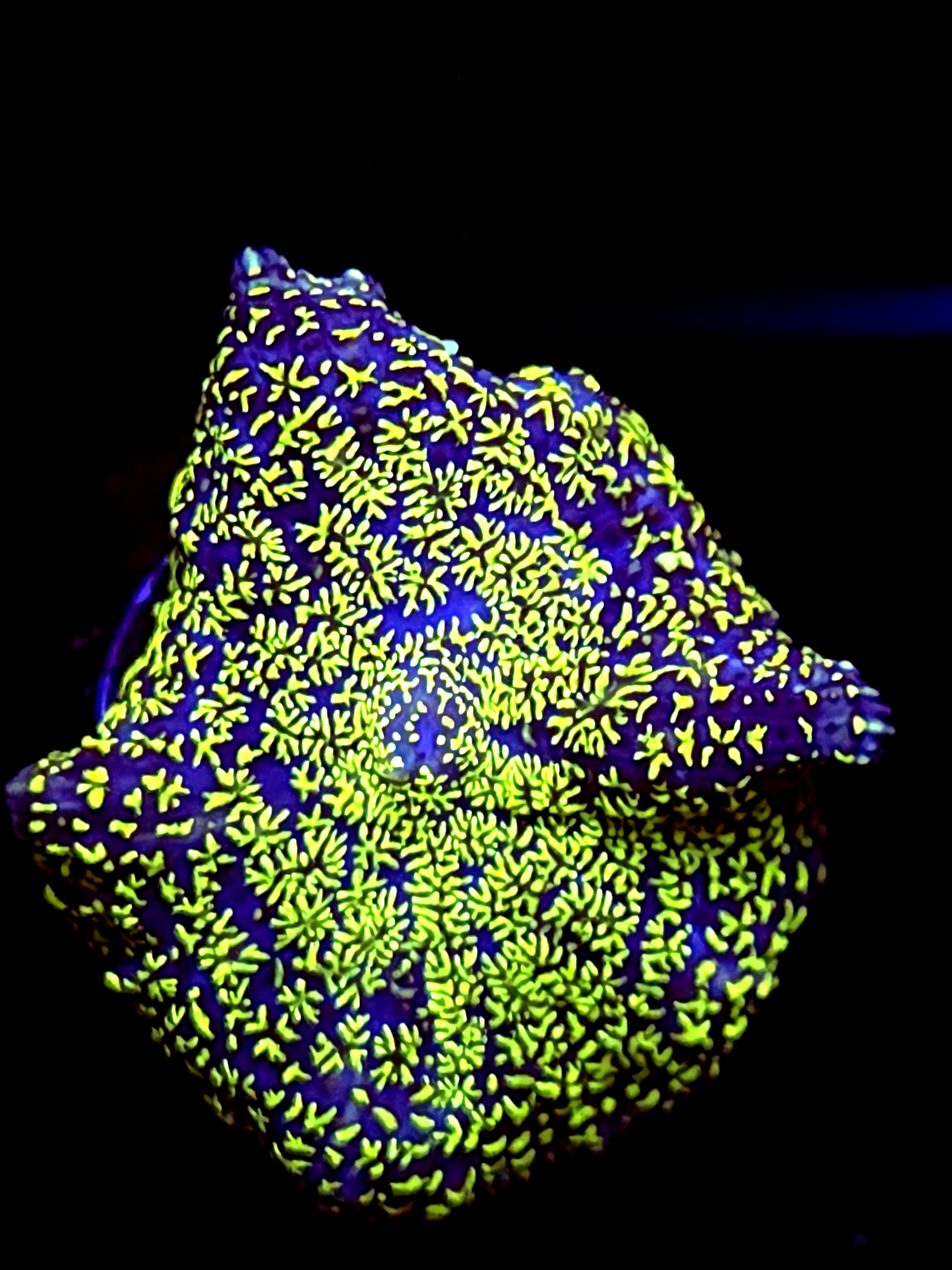 SBB "Fury Crown" Mushroom Medium