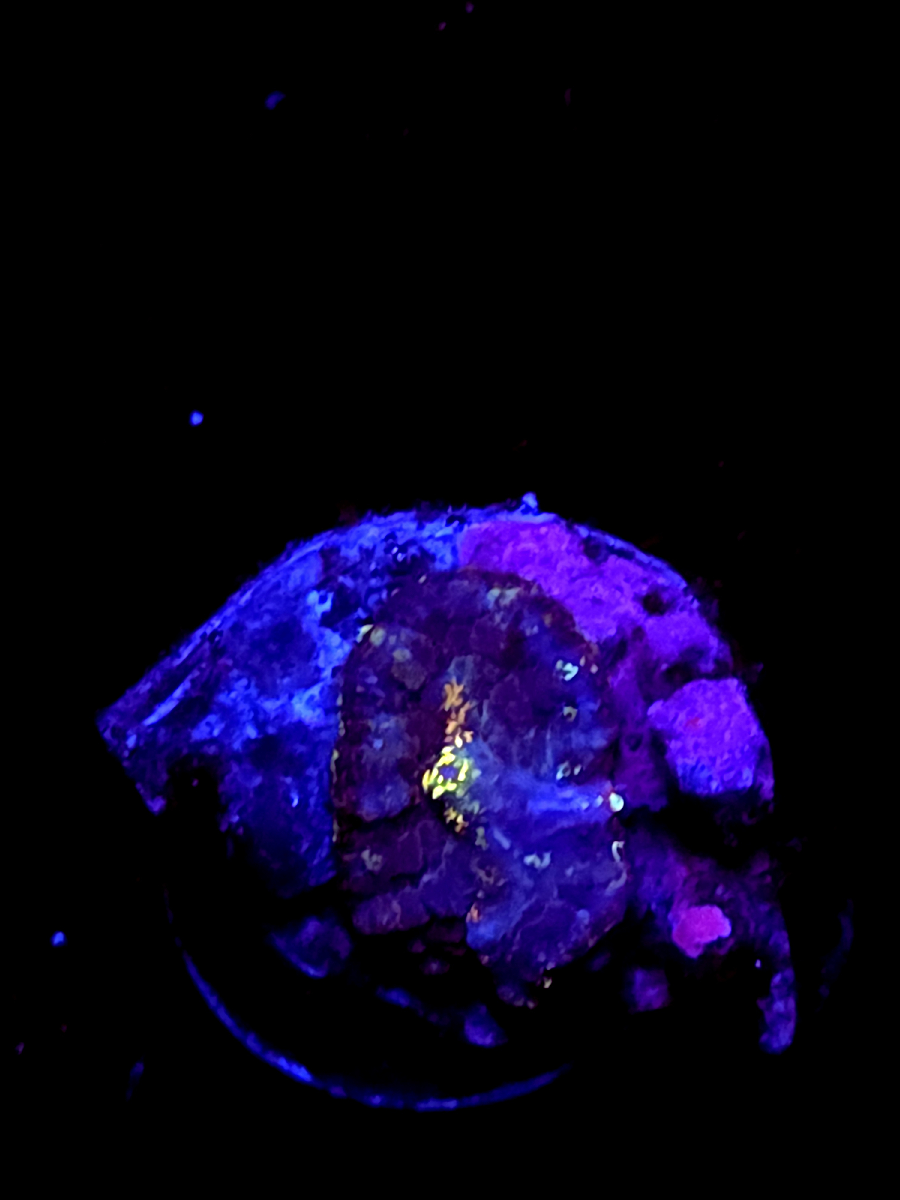 SBB "Coral Flare" Mushroom Tiny