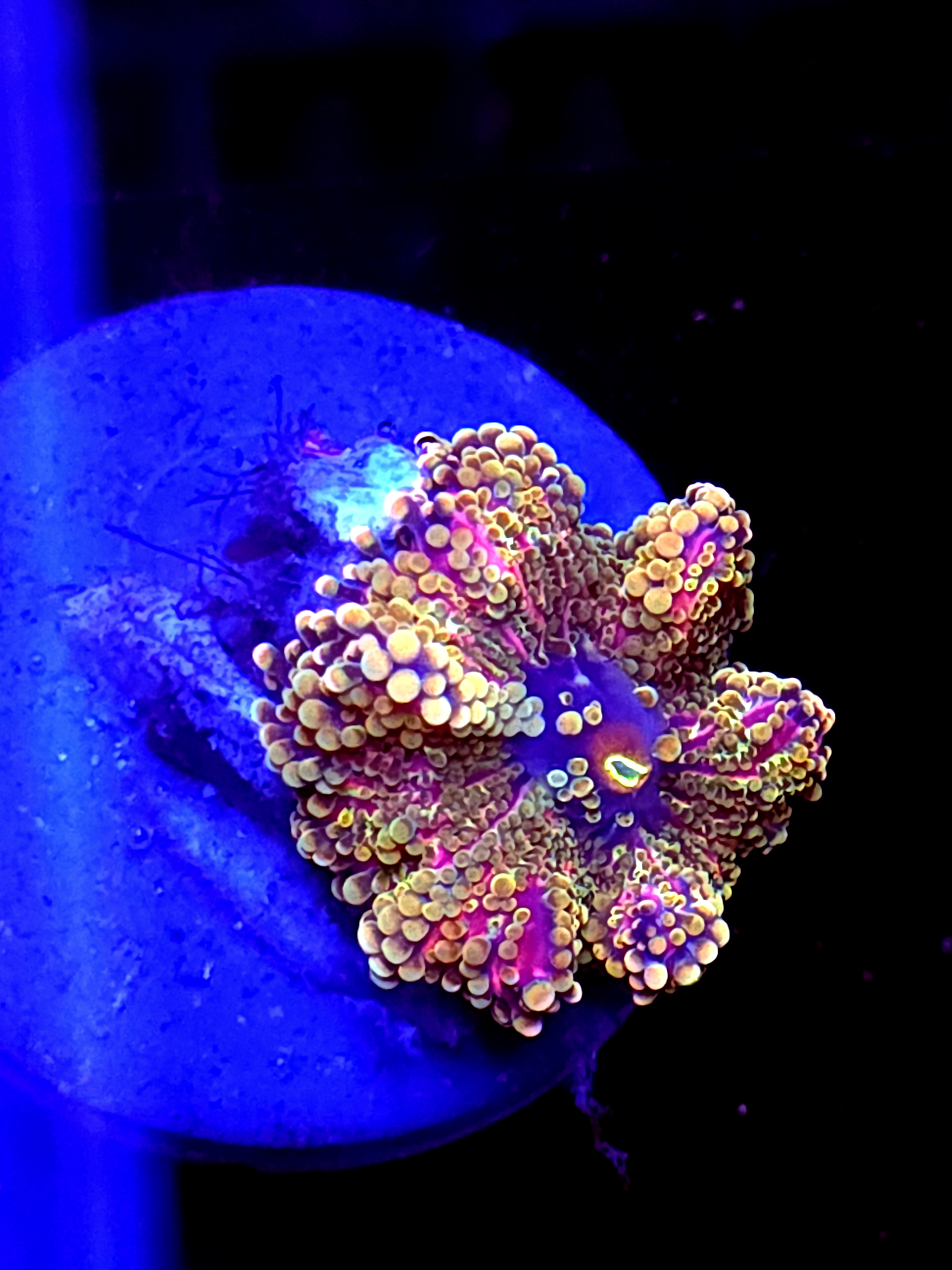 SBB "Pastal Petal" Mushroom Medium