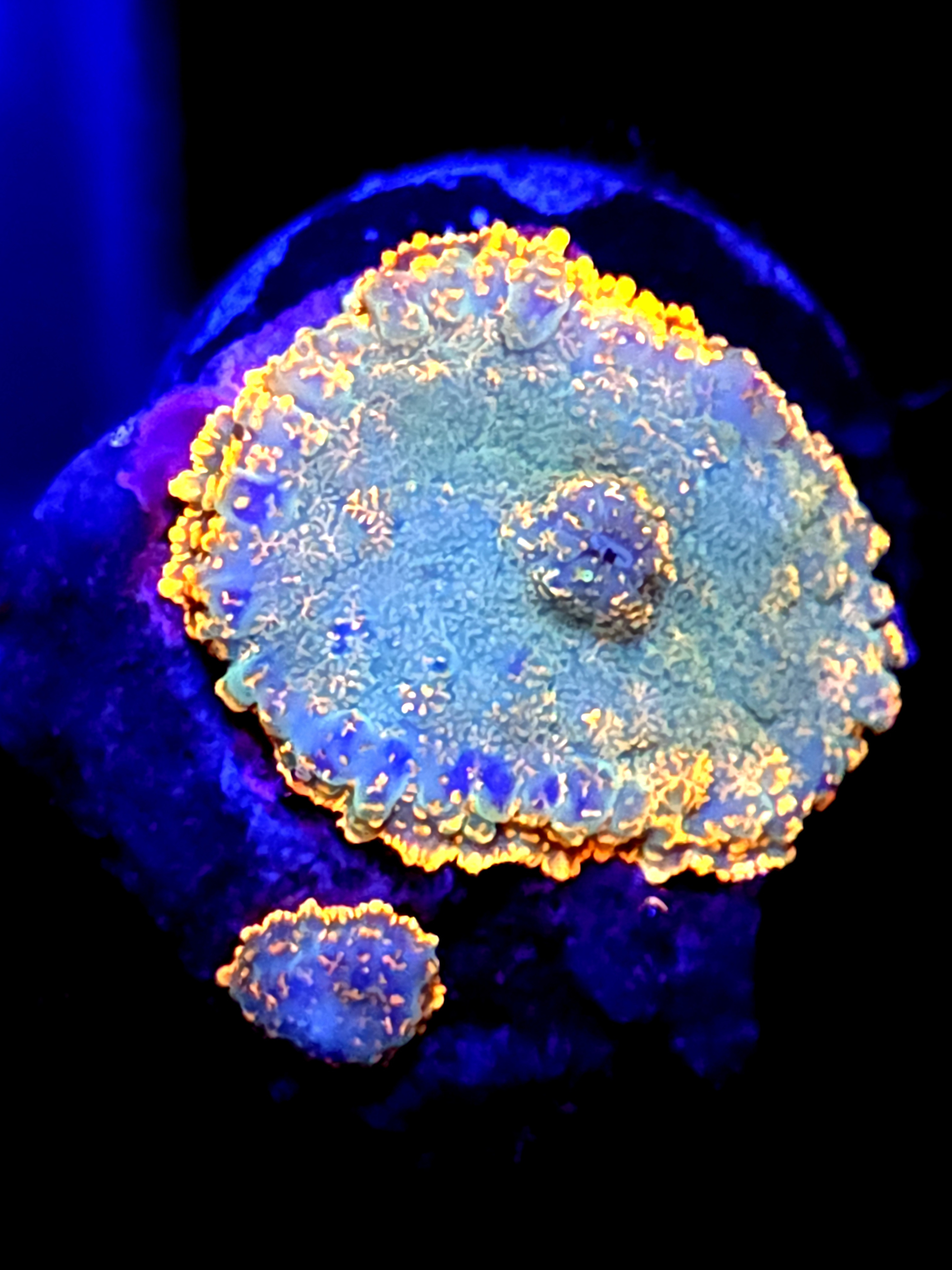 SBB "Orange Canyon" Mushroom Medium +Baby