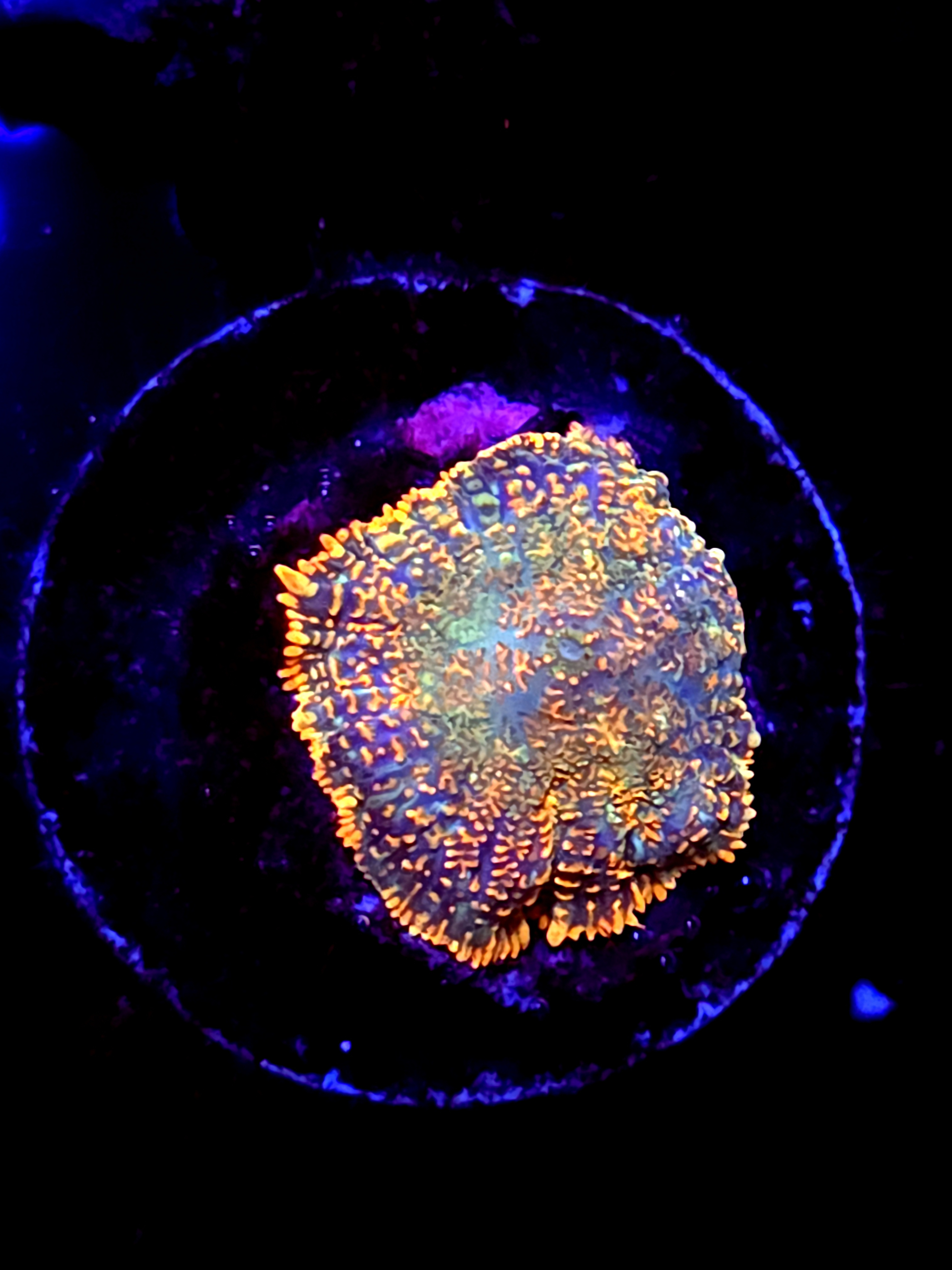 SBB "Mystery Signature" Mushroom Small