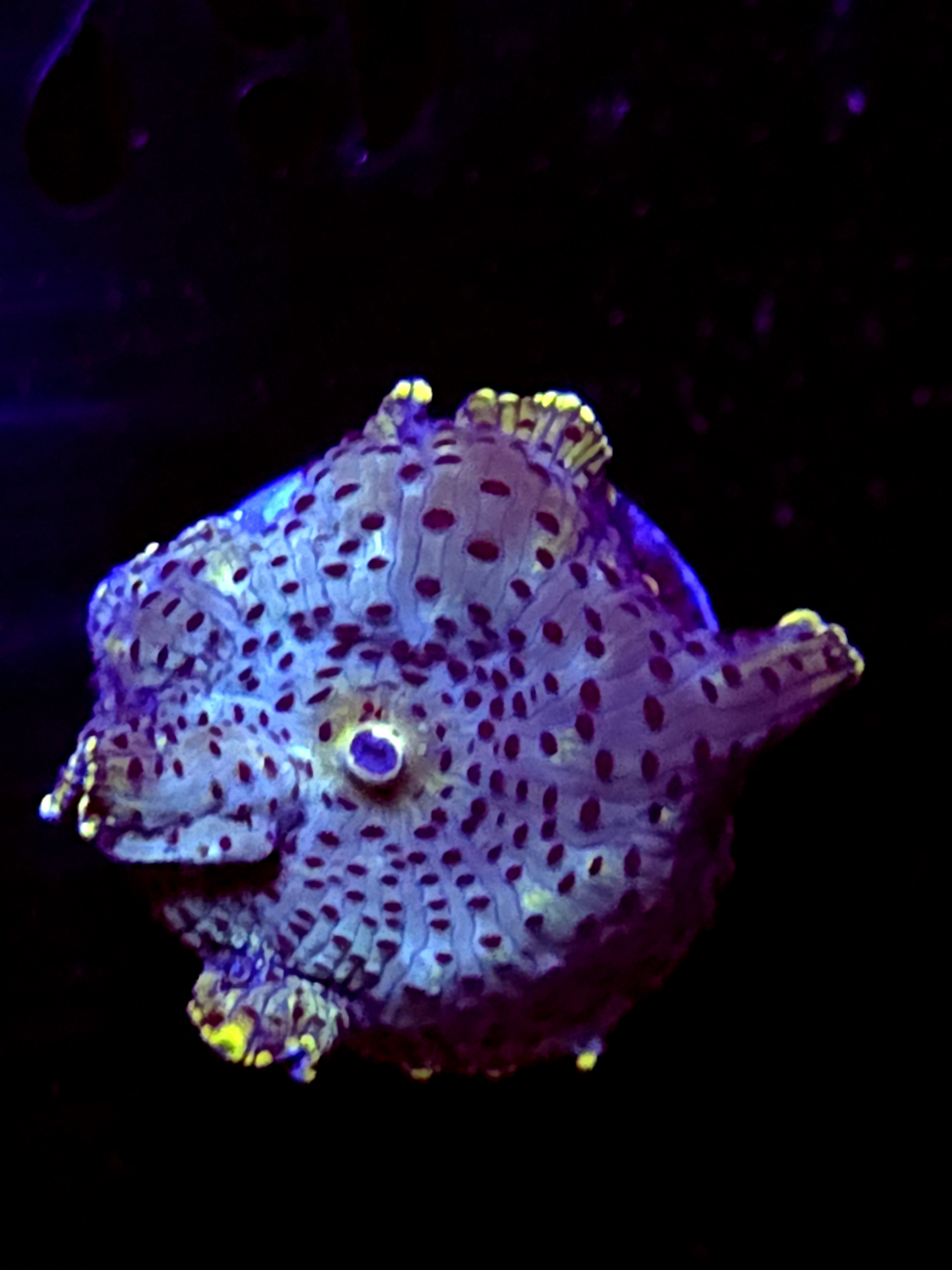 SBB "No Name" Mushroom Medium