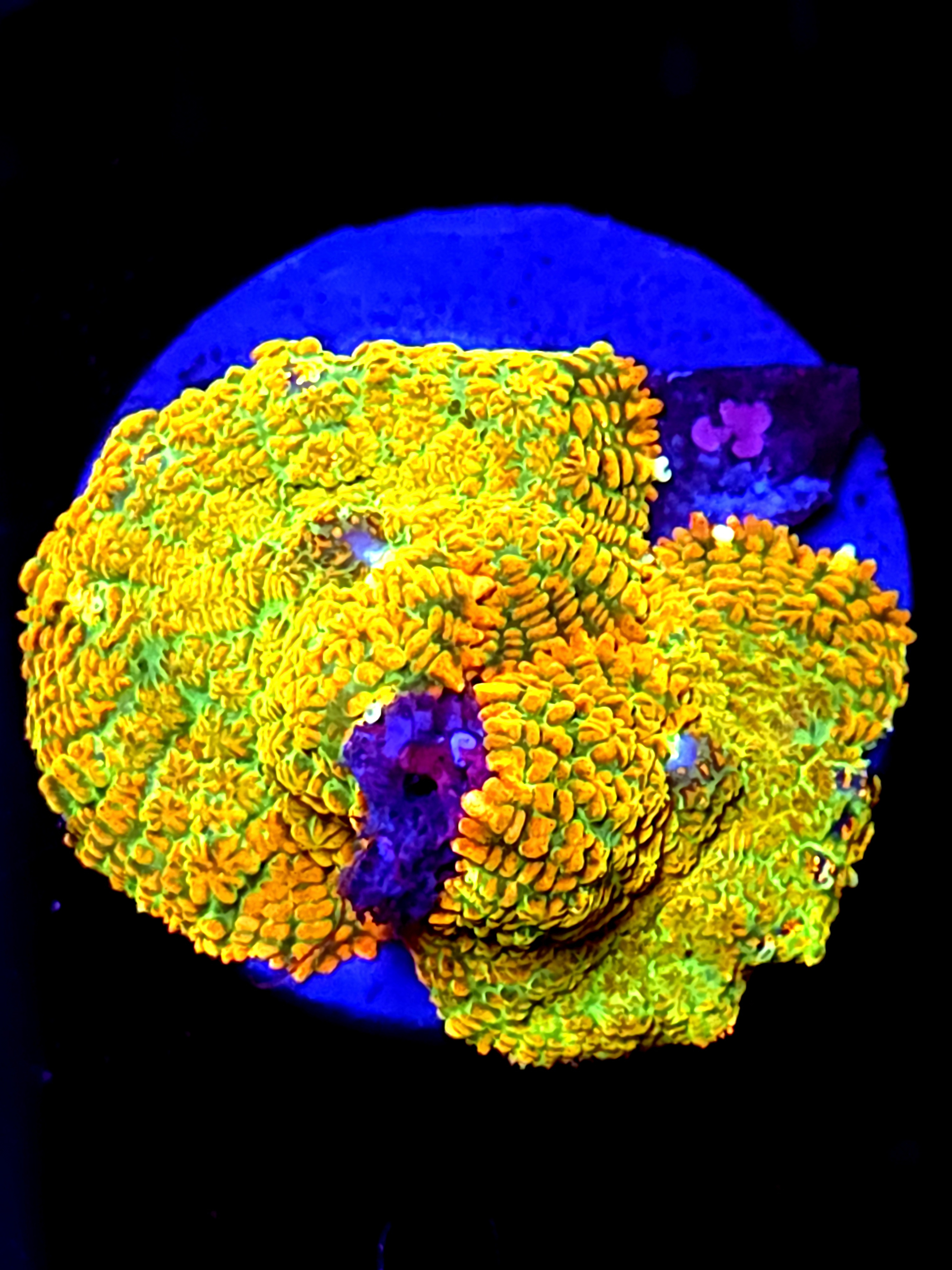 SBB "Fury Crown" Mushroom 2 Medium Heads