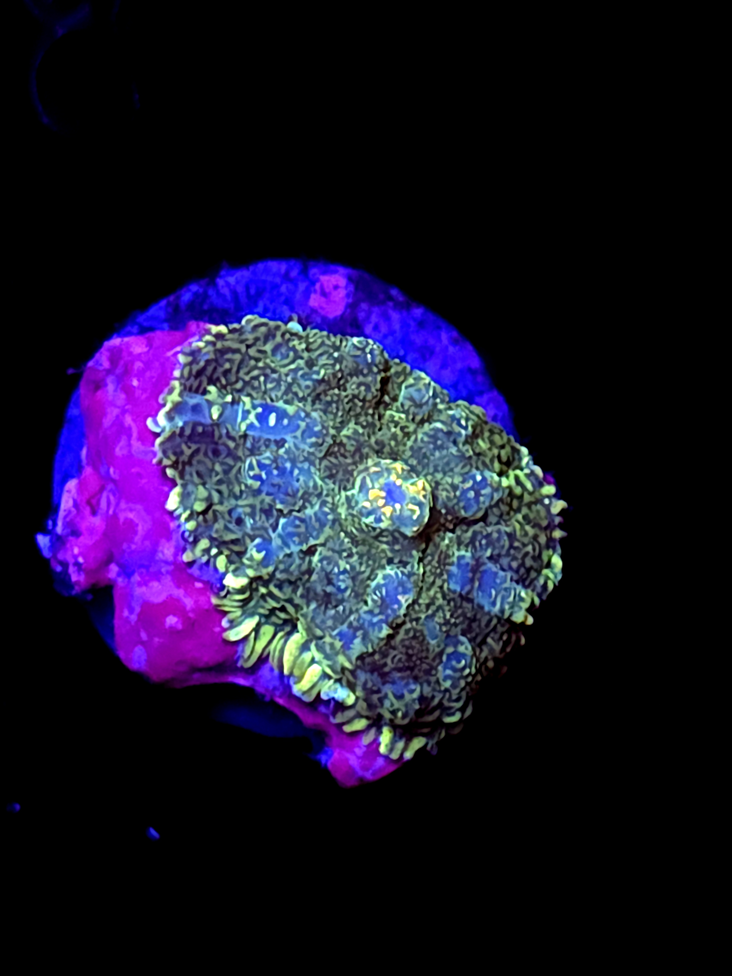 SBB "Opal Burst" Mushroom Small