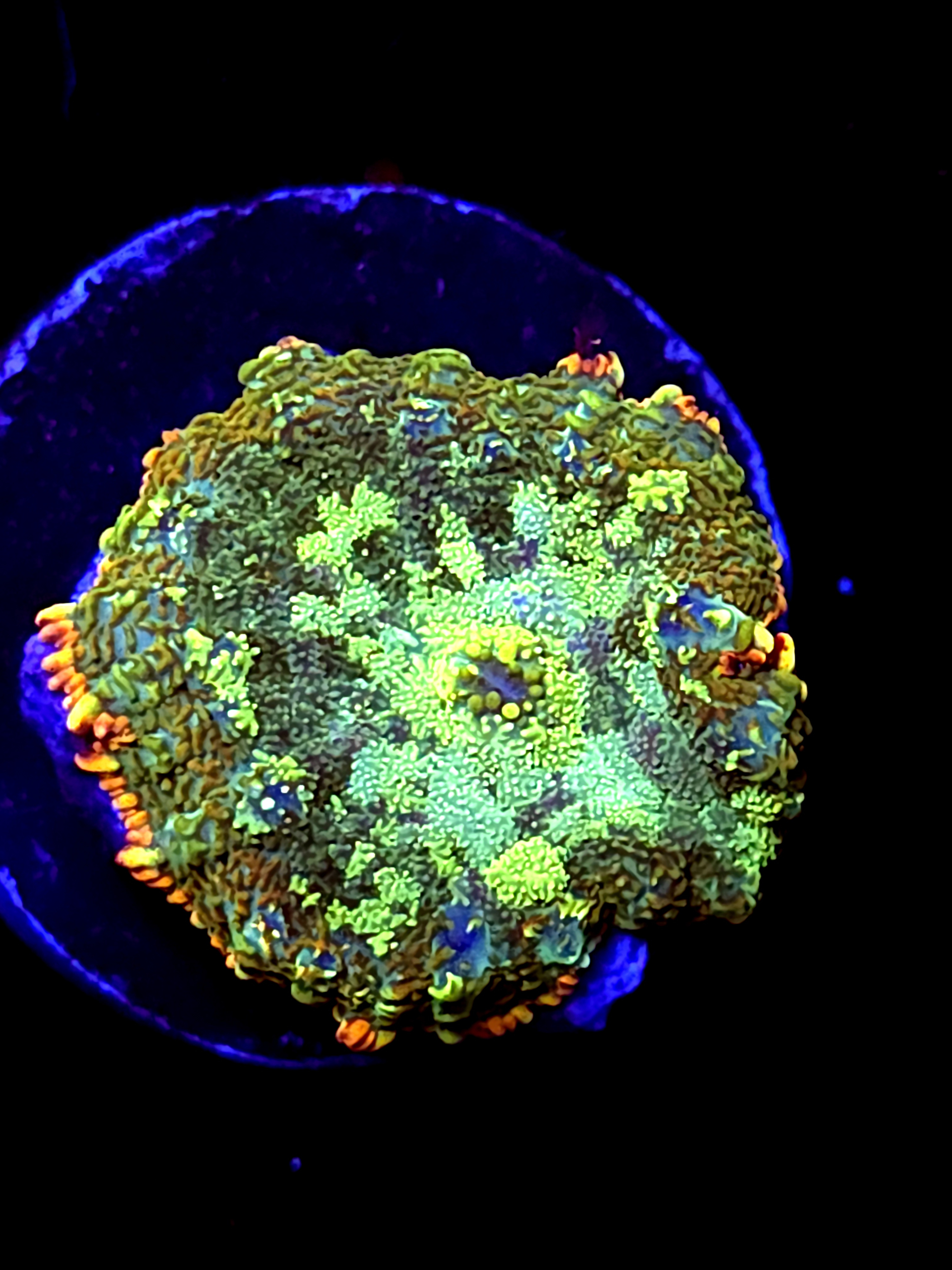 SBB "Frost Beam" Mushroom Medium