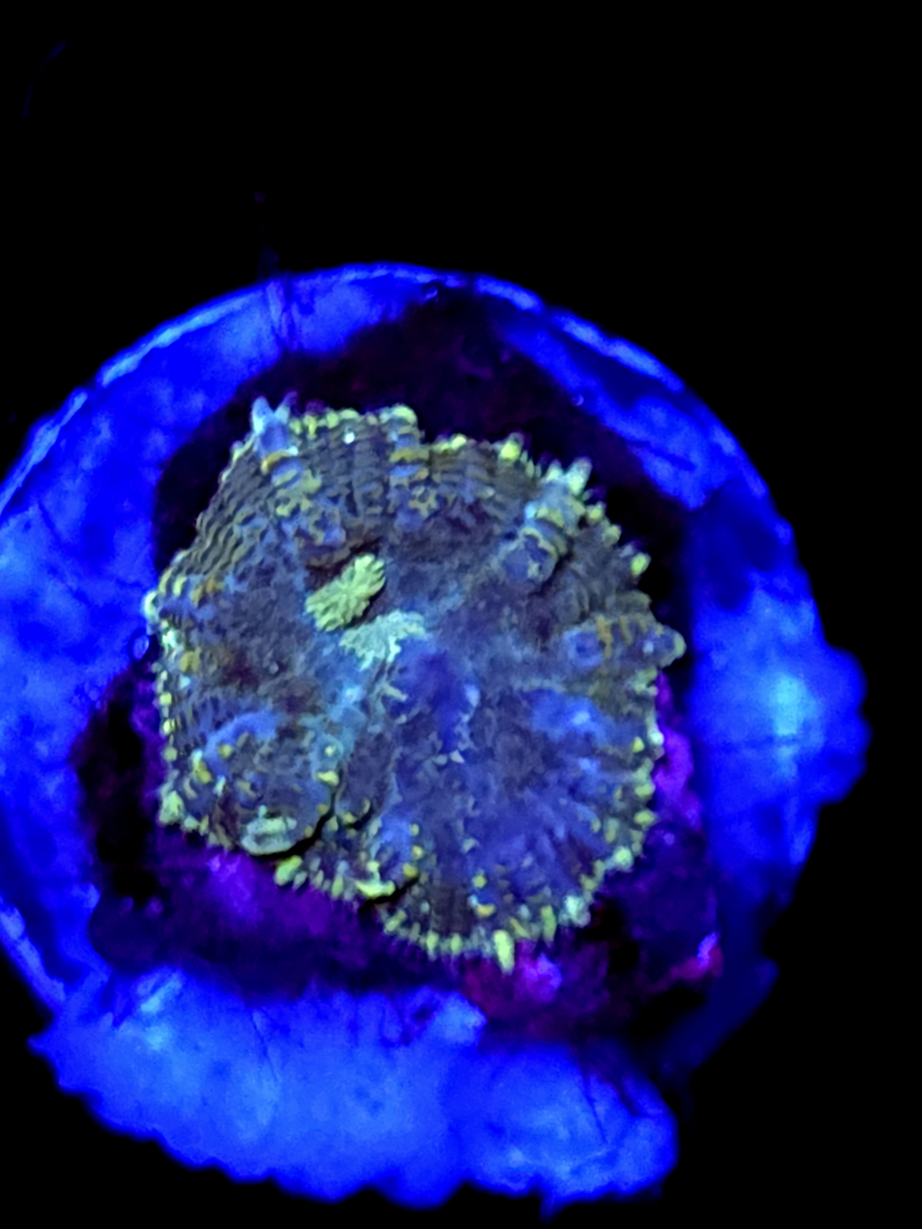 SBB "No Name" Mushroom Small