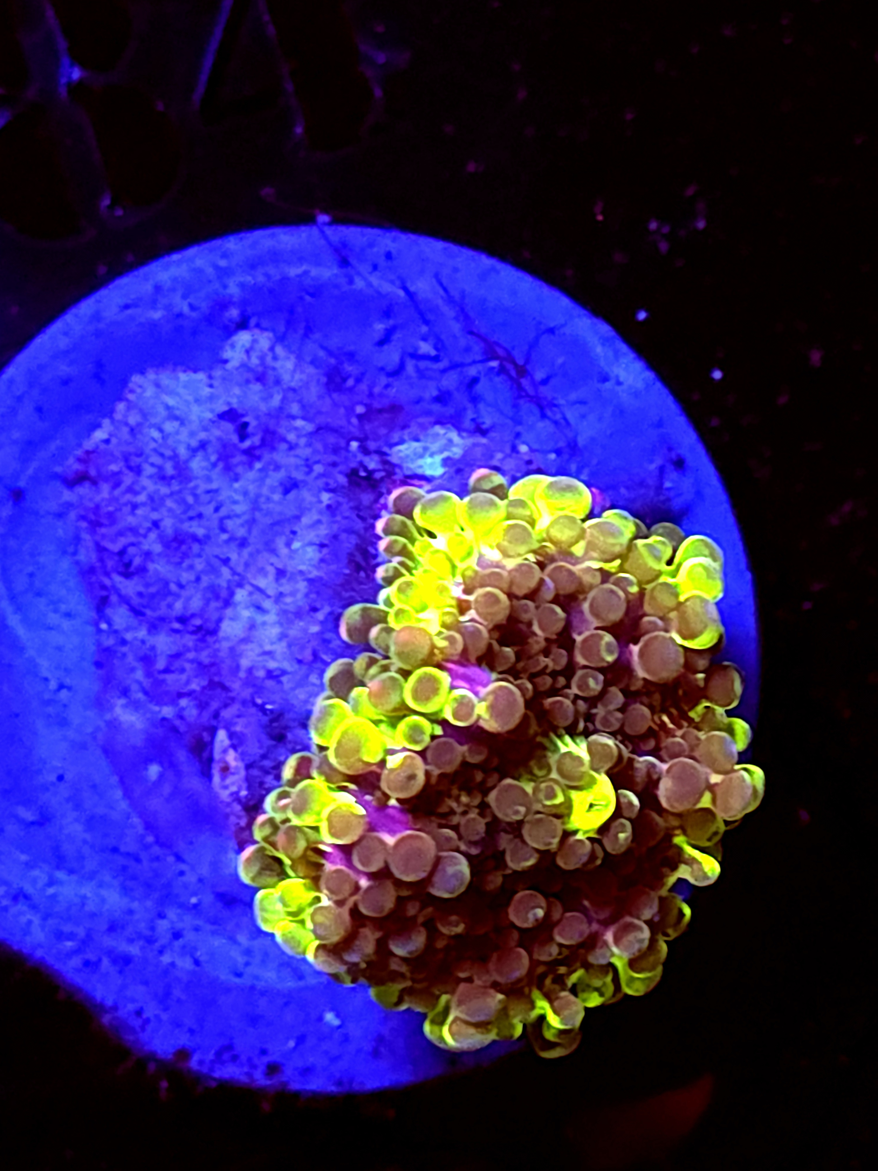 SBB "Lime Purple" Mushroom Small