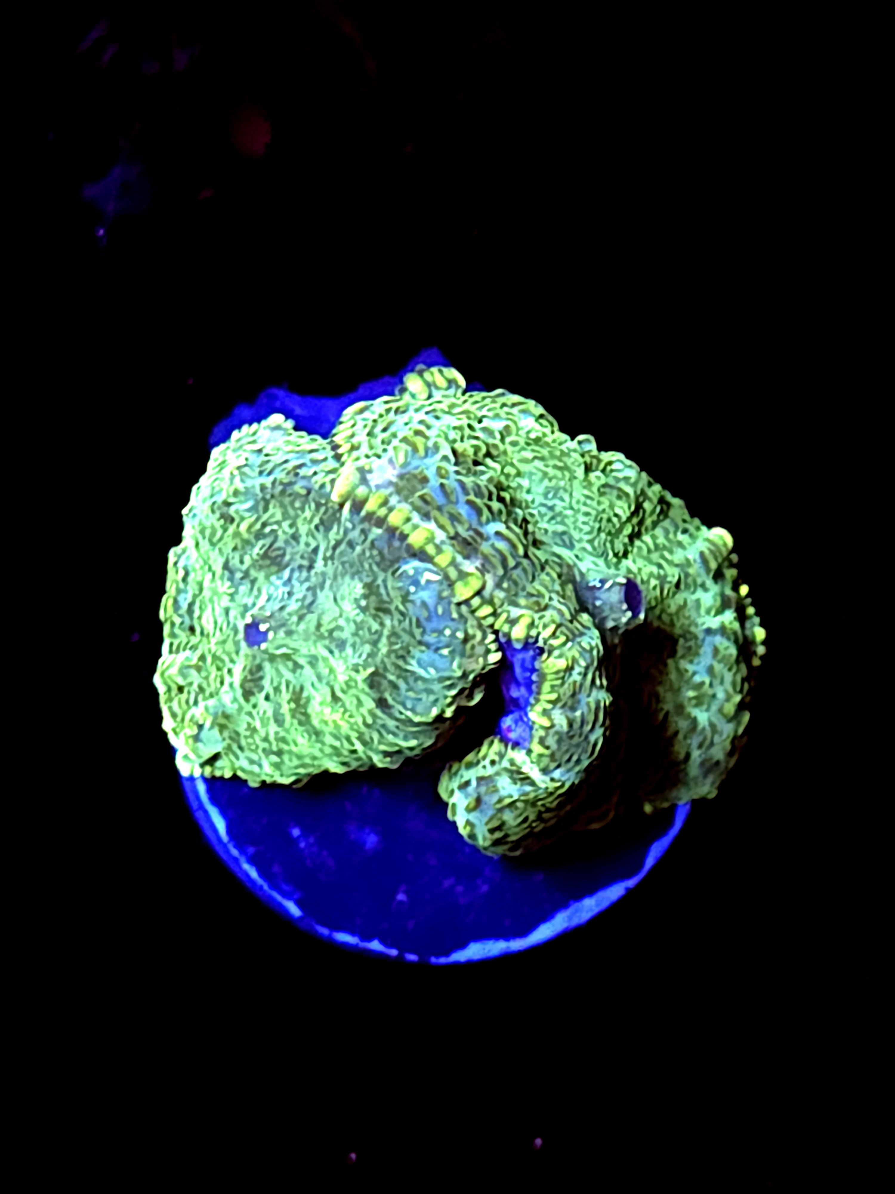 SBB "Fury Crown" Mushroom 2 Small Heads