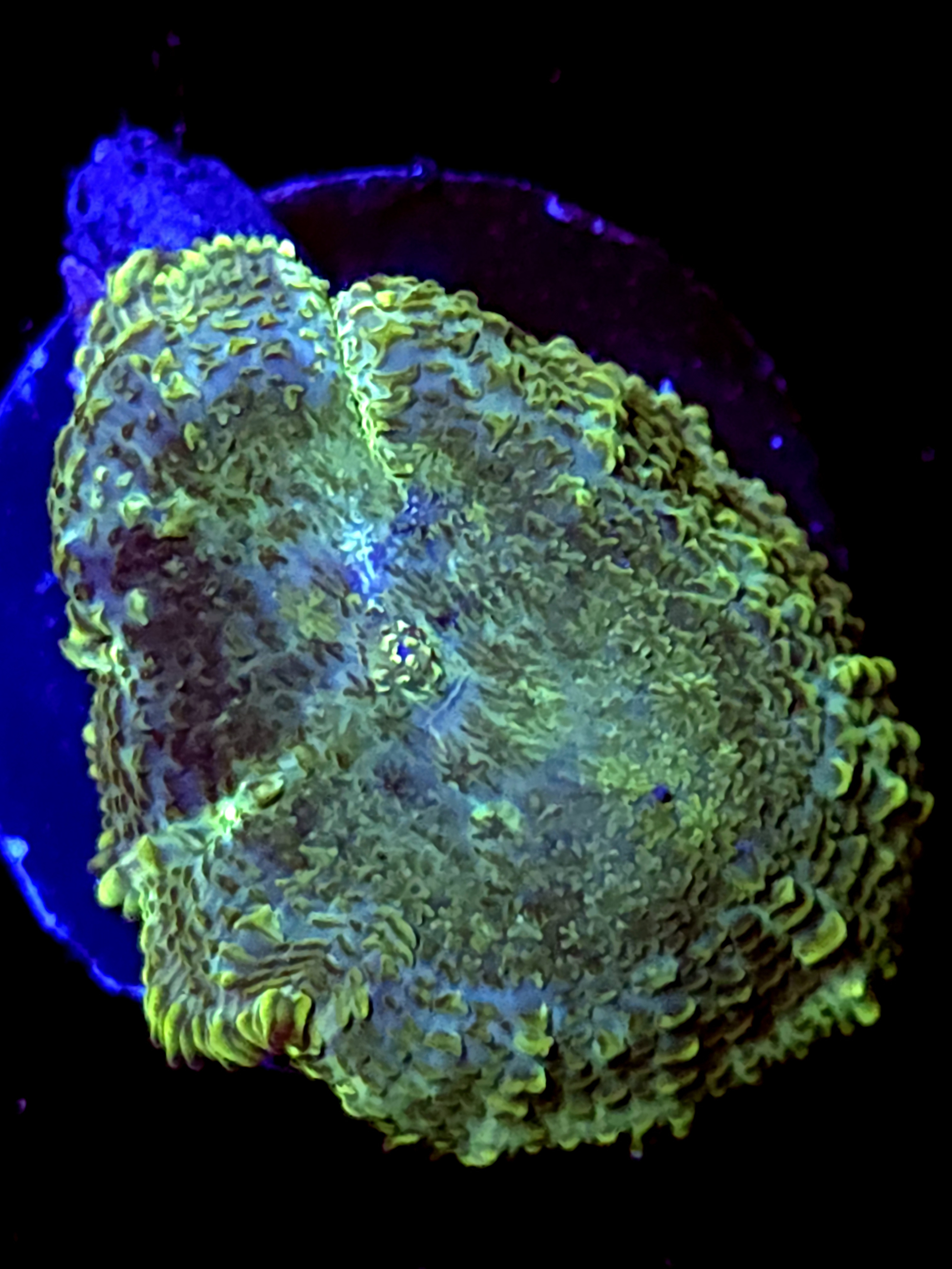 SBB "Fury Crown" Mushroom Medium