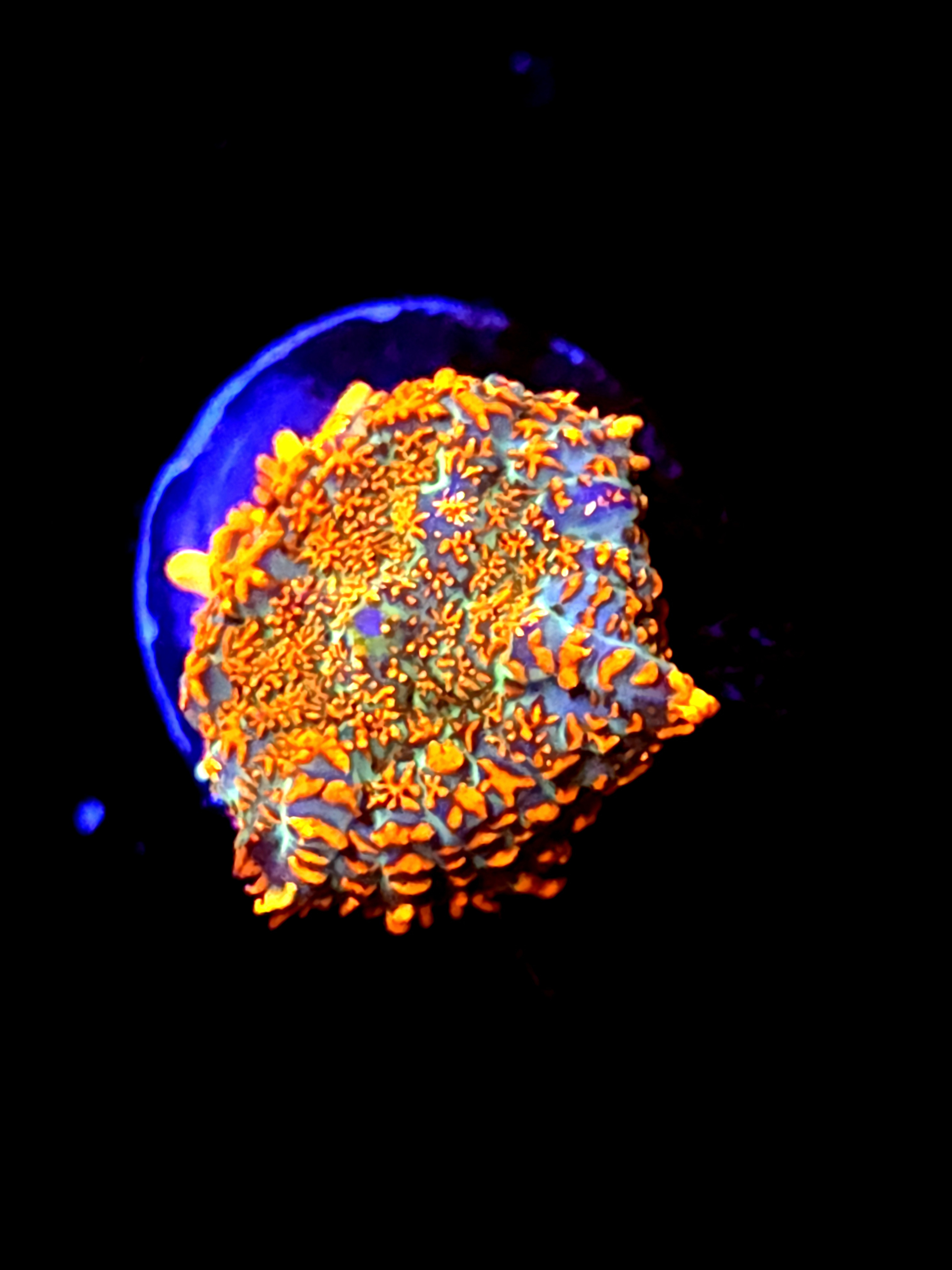 SBB "He Man" Mushroom Small