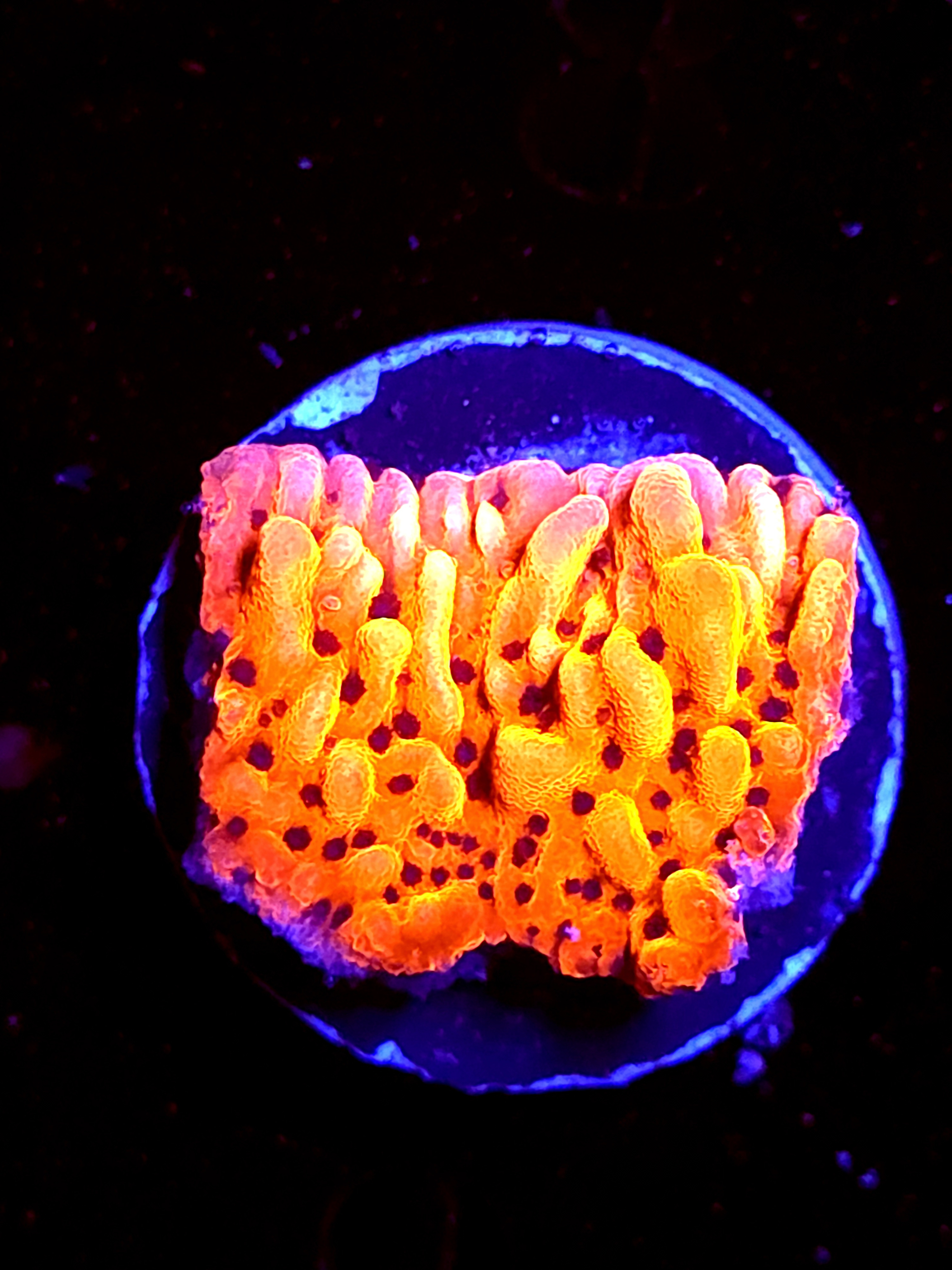 SBB "Cherry Tree" Medium Monti