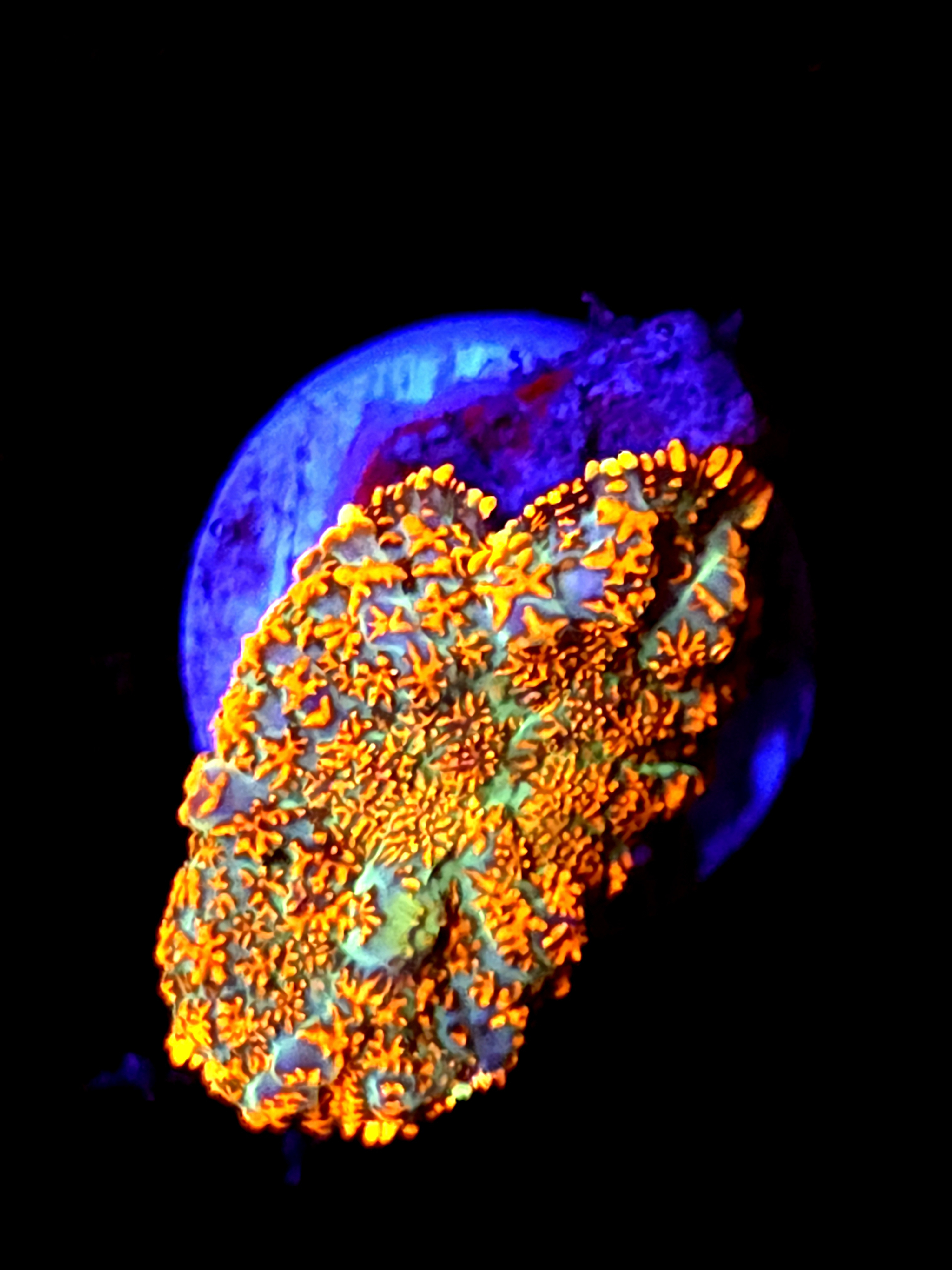 SBB "He Man" Mushroom Small