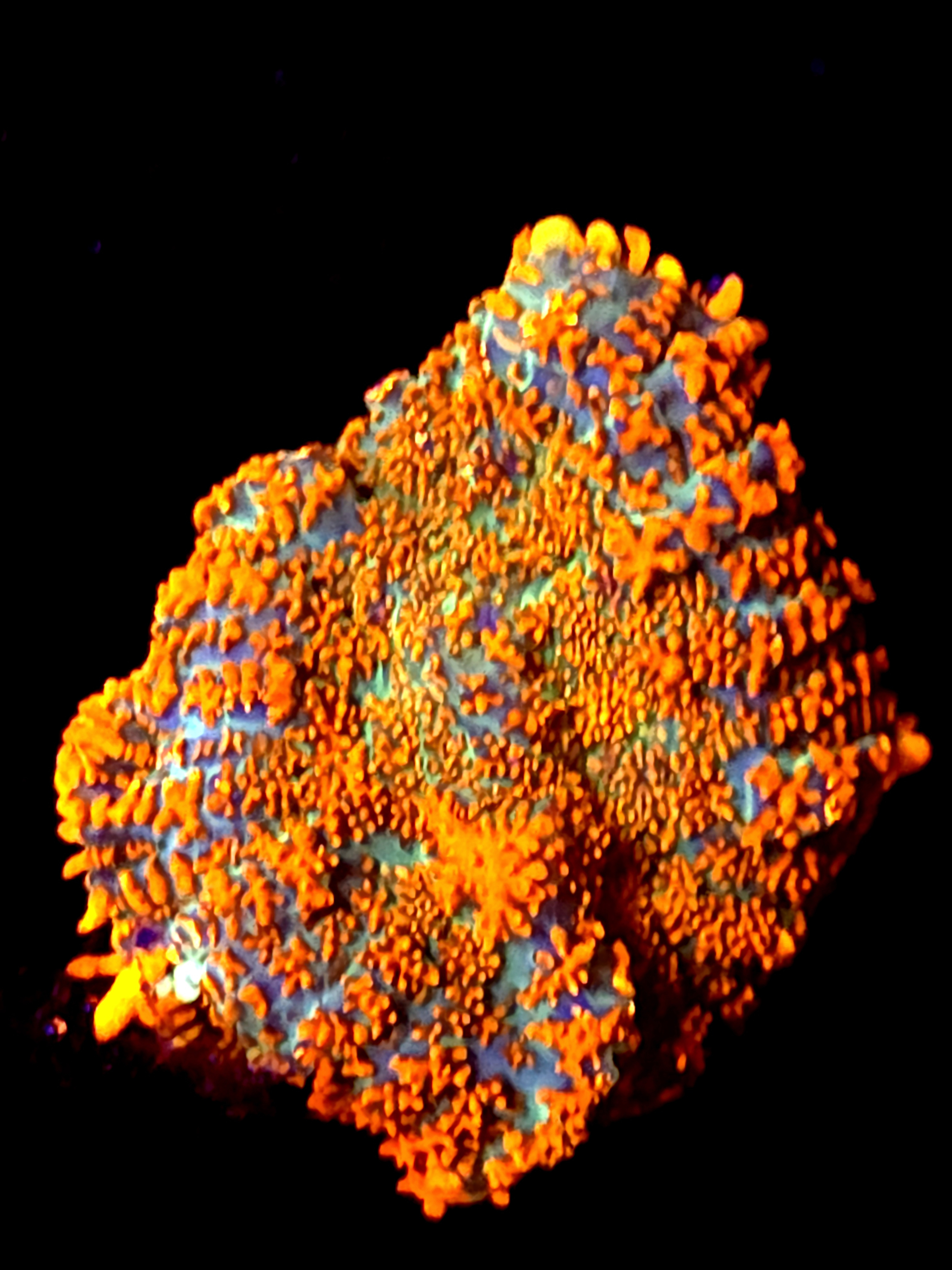 SBB "He Man" Mushroom Medium