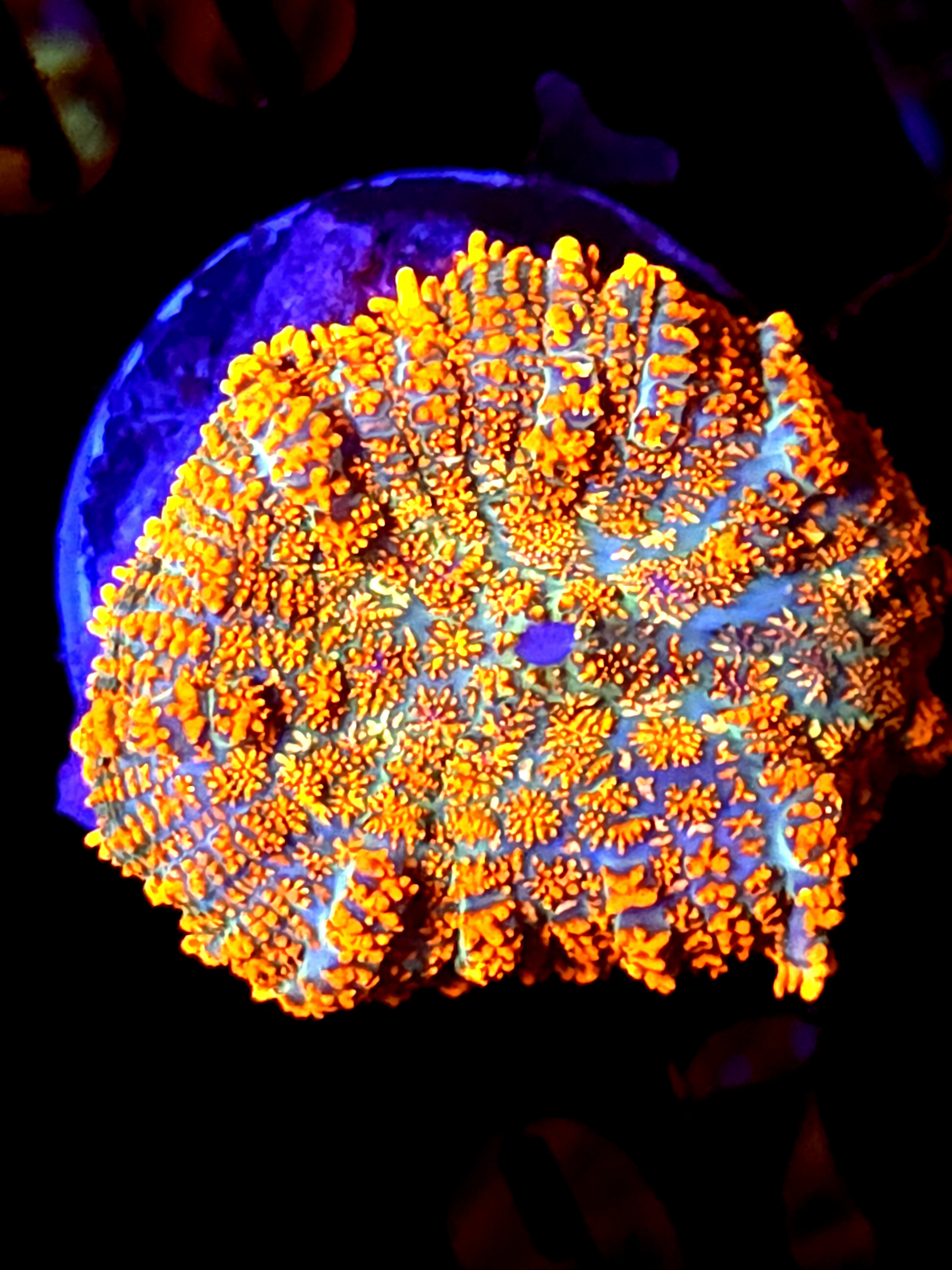 SBB "He Man" Mushroom Medium