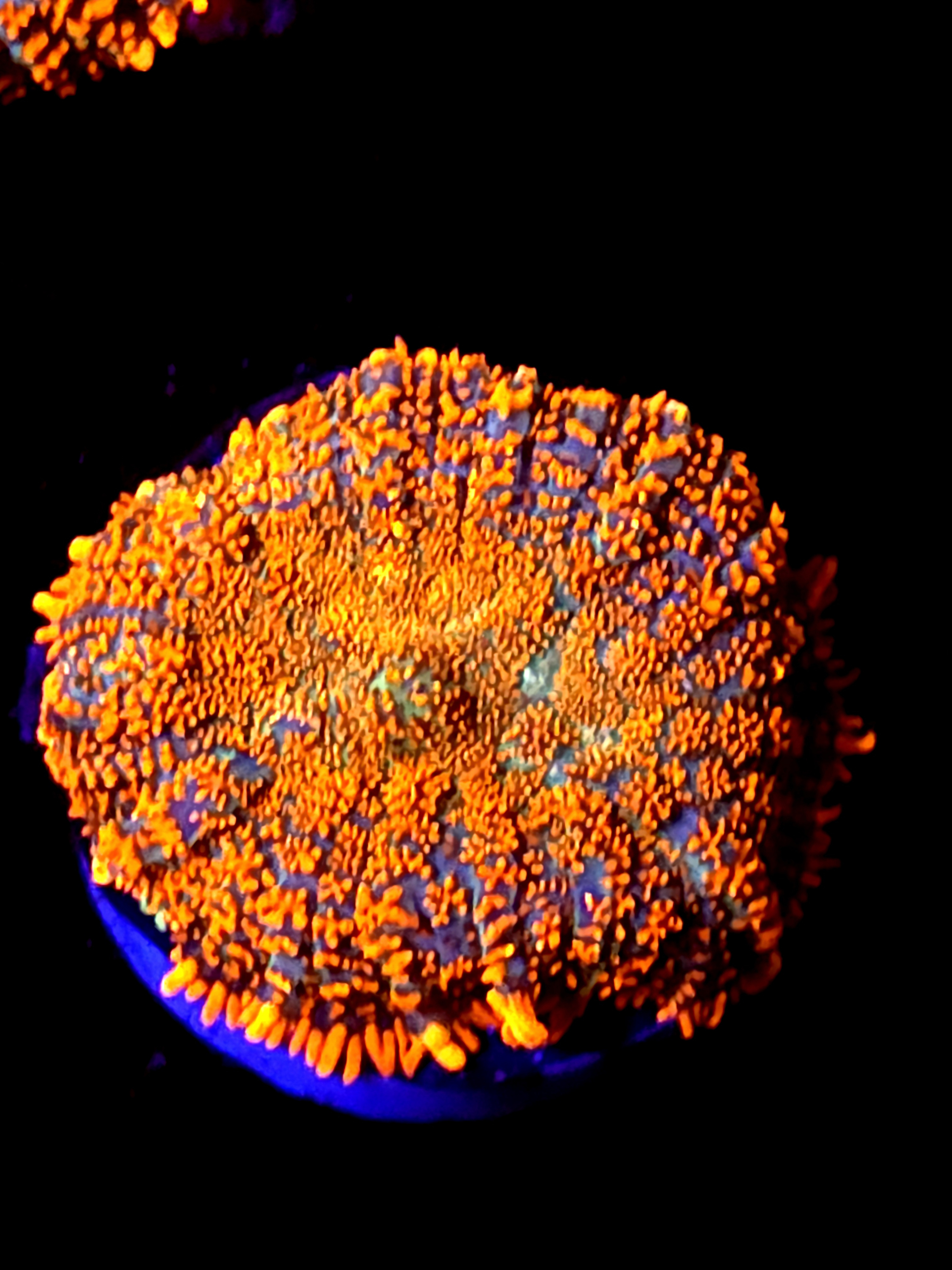 SBB "He Man" Mushroom Large