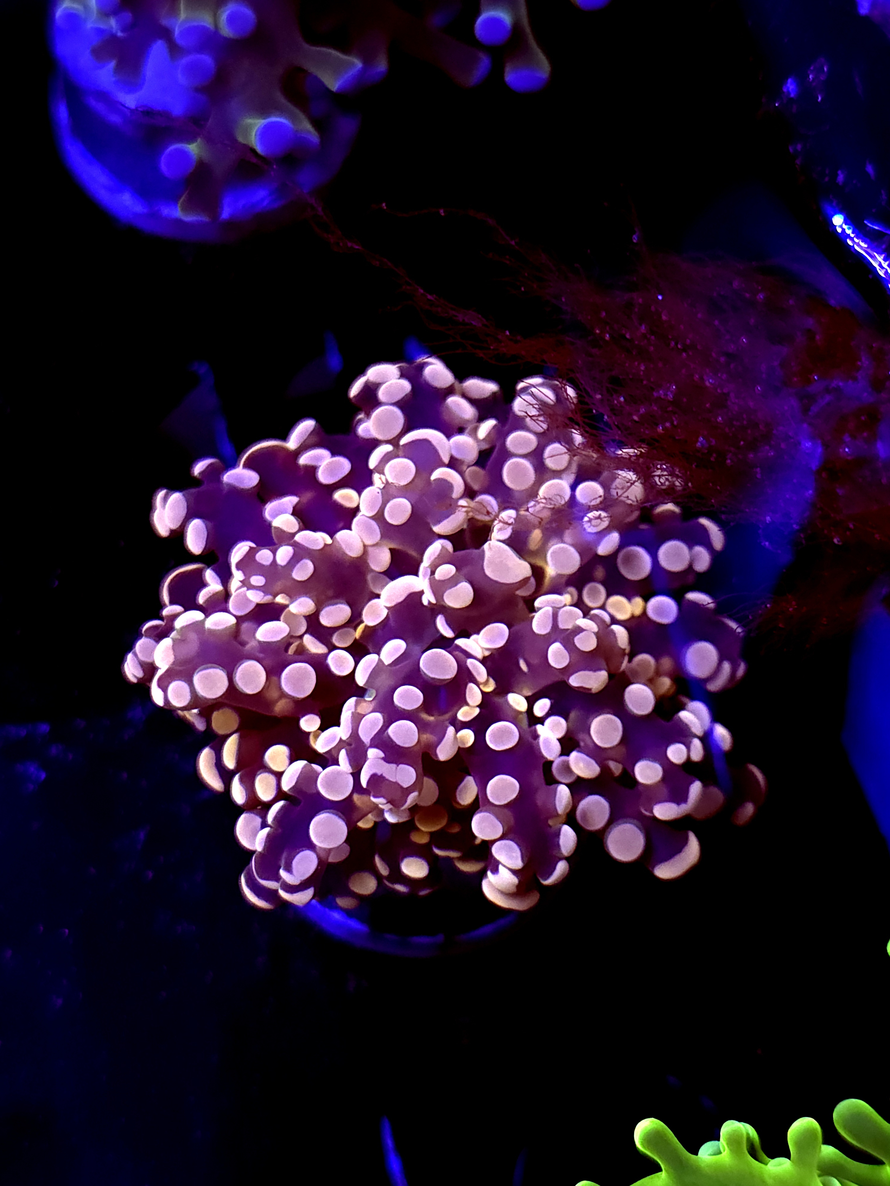 SBB "Lavendor Breeze" Frogspawn