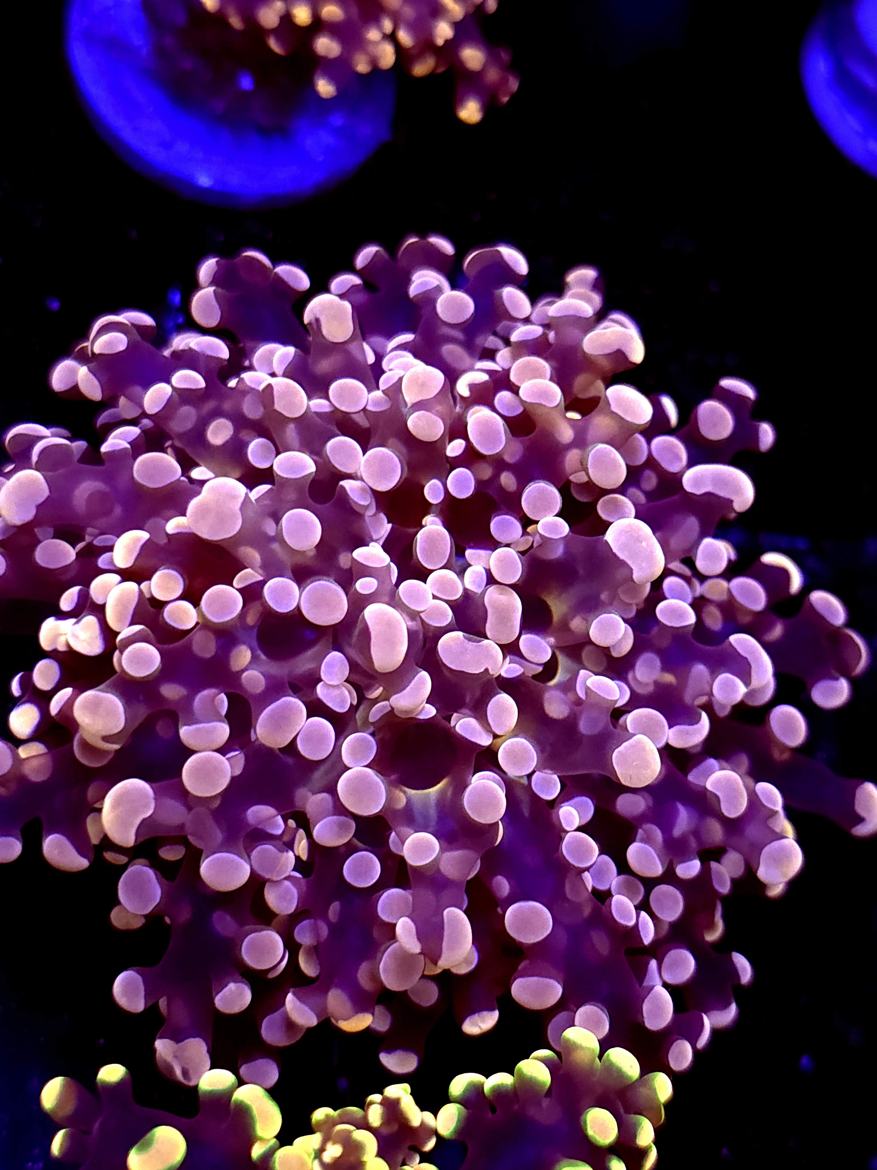 SBB "Lavendor Breeze" Frogspawn