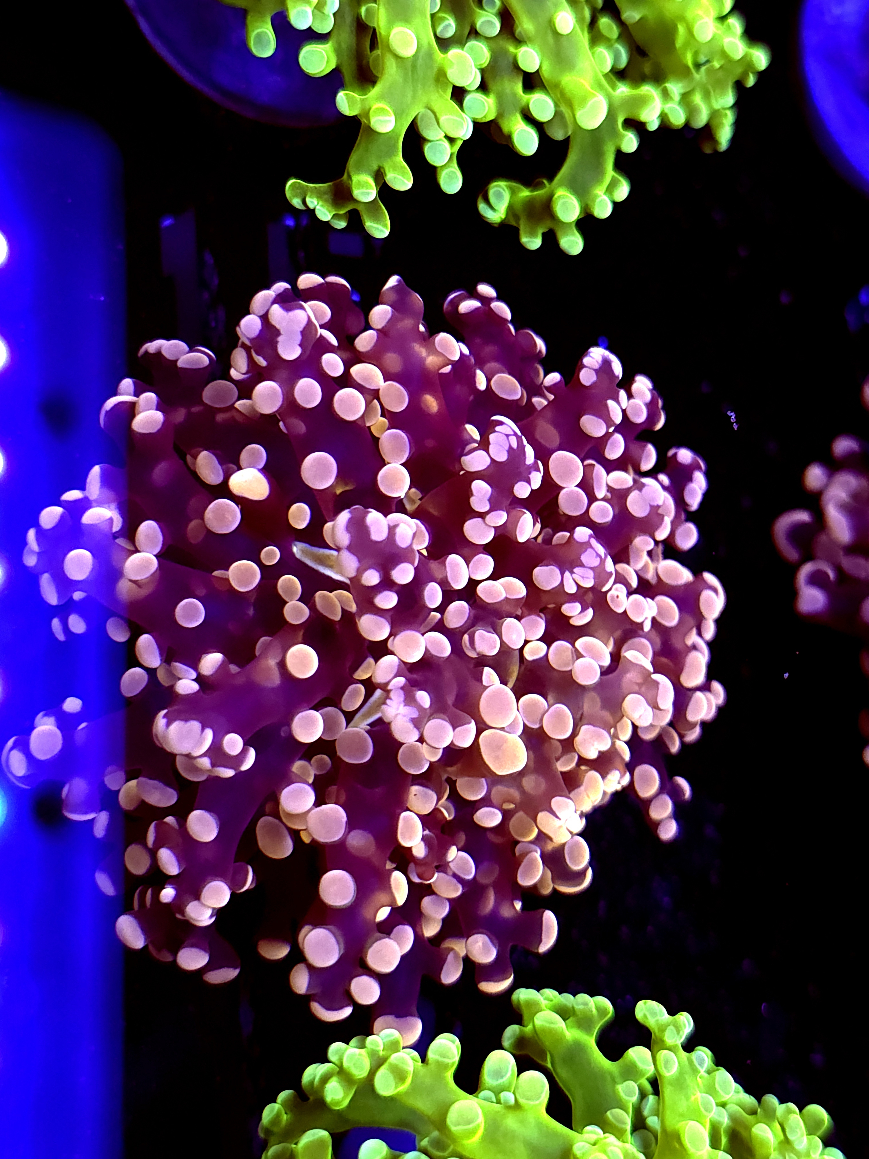 SBB "Lavendor Breeze" Frogspawn