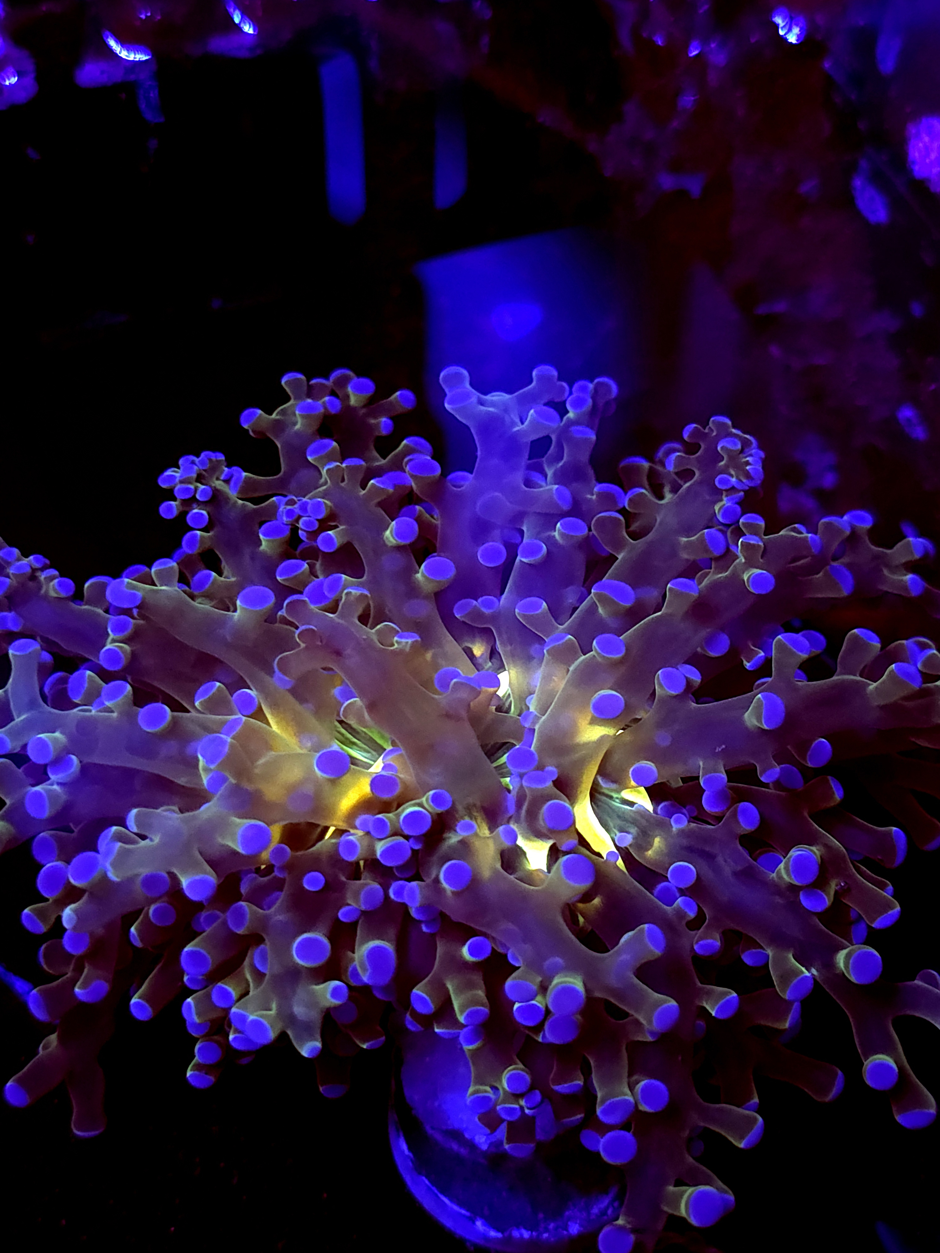 SBB " Blues Clues" Frogspawn