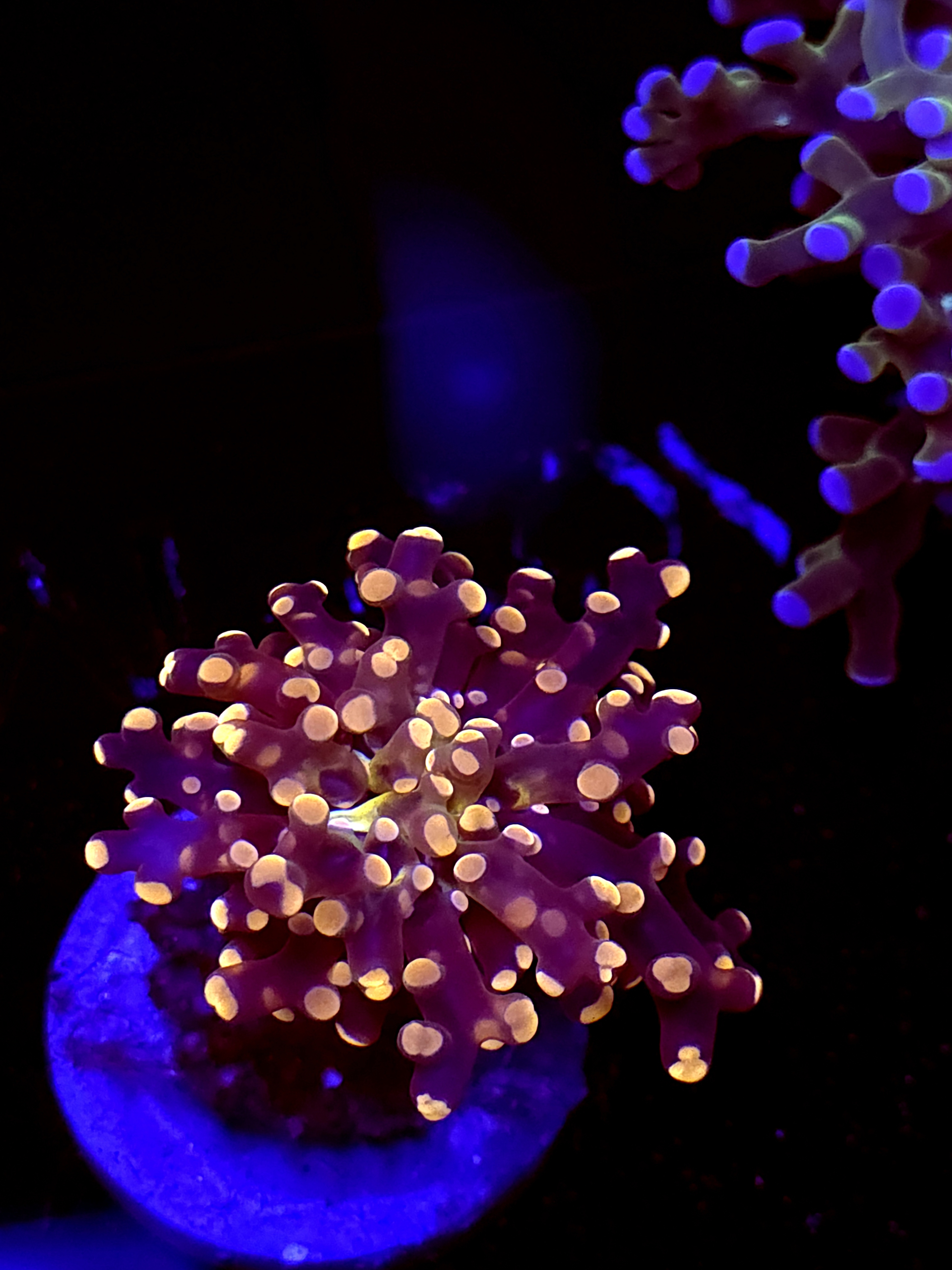 SBB "Lavendor Breeze" Frogspawn