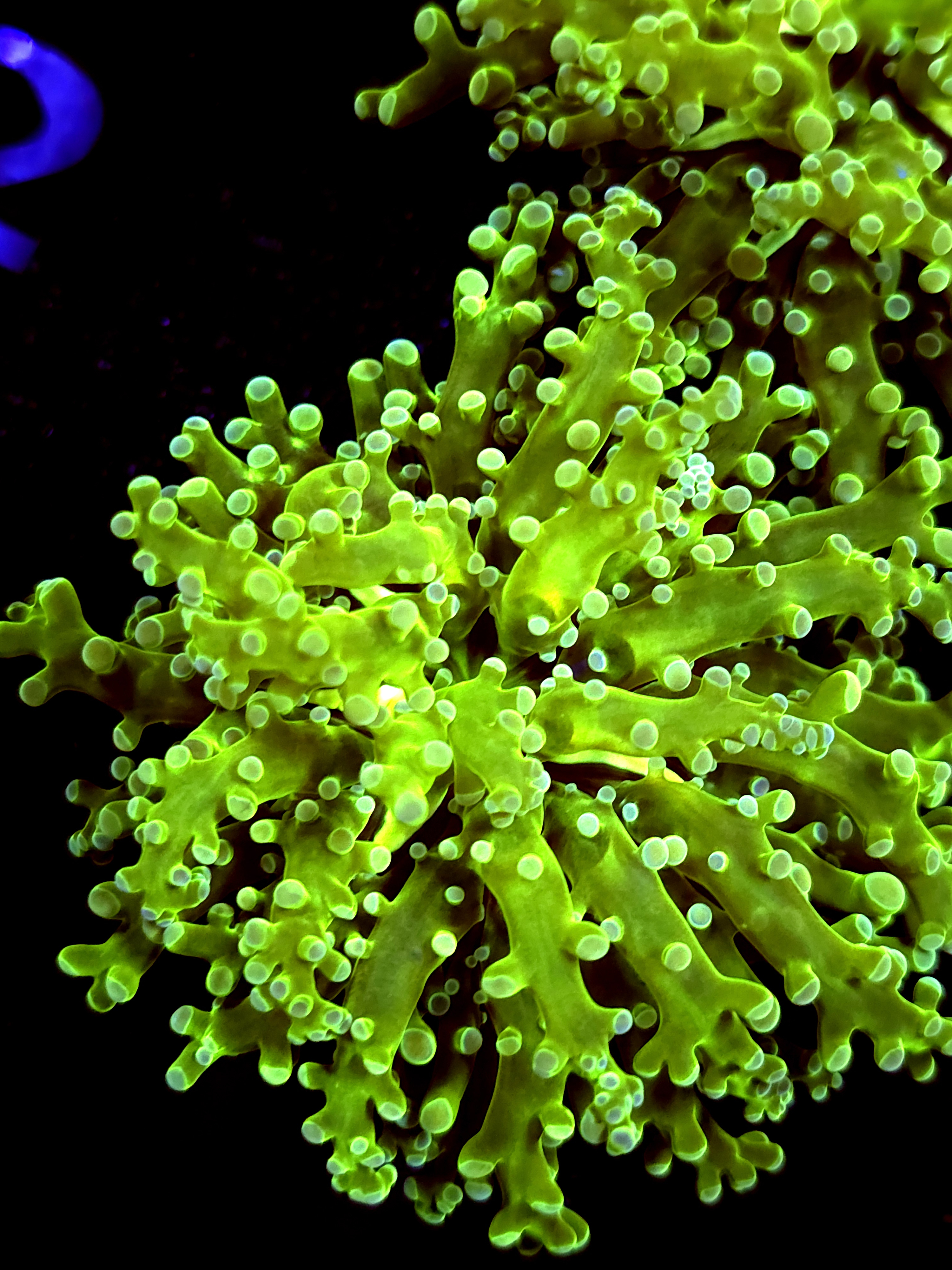 SBB " Green Hulk" Frogspawn