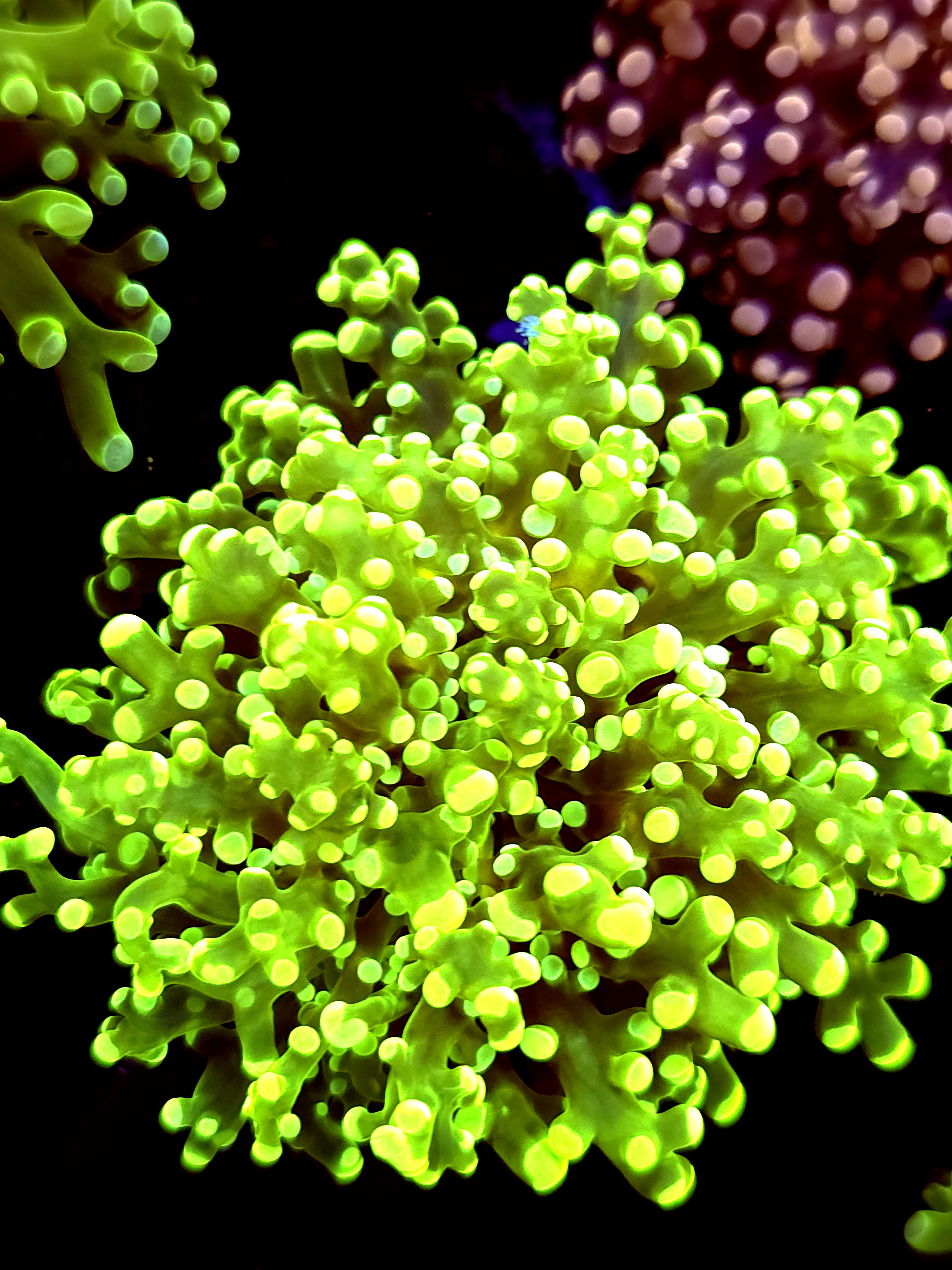 SBB " Green Hulk" Frogspawn