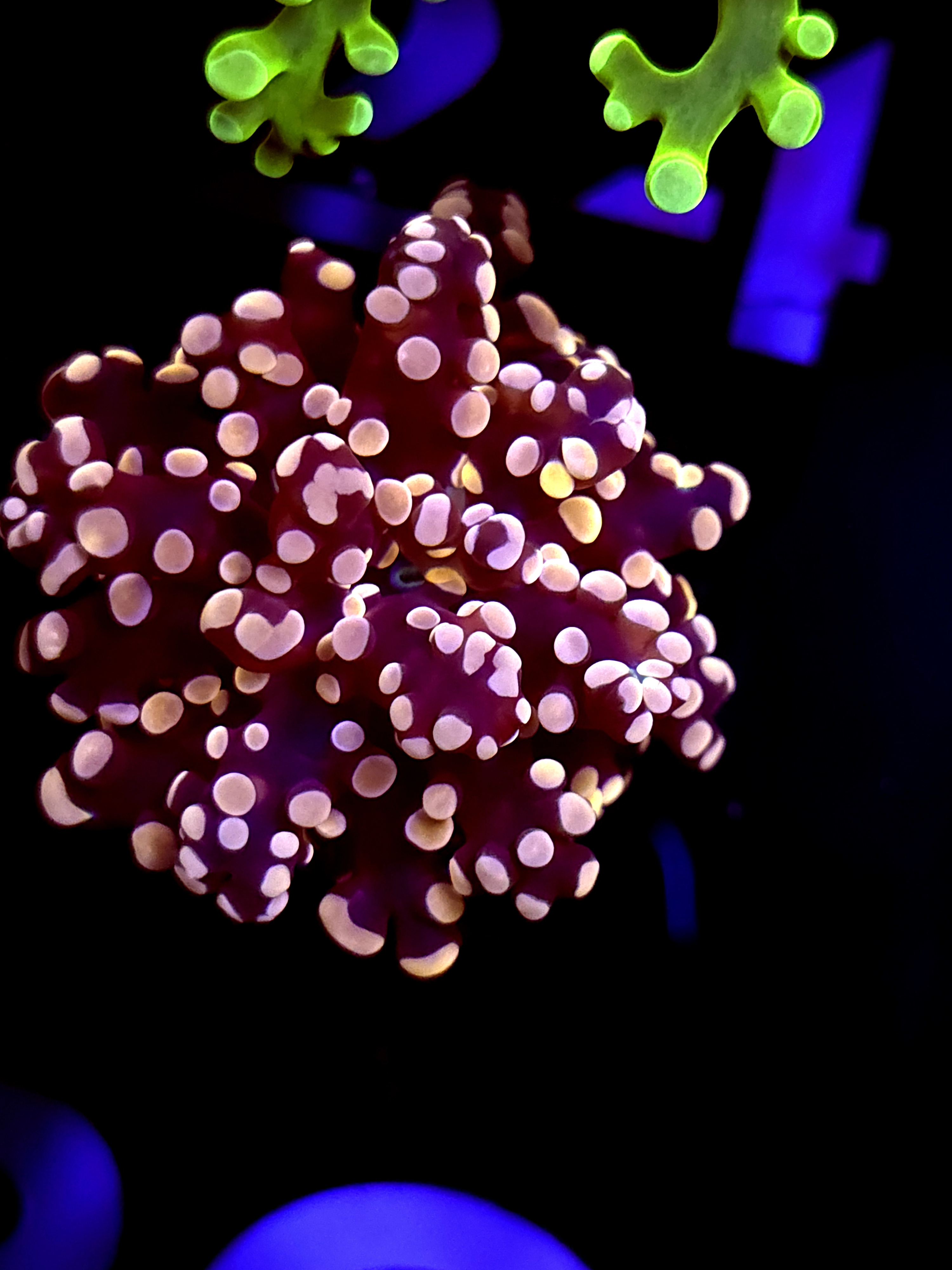 SBB "Lavendor Breeze" Frogspawn