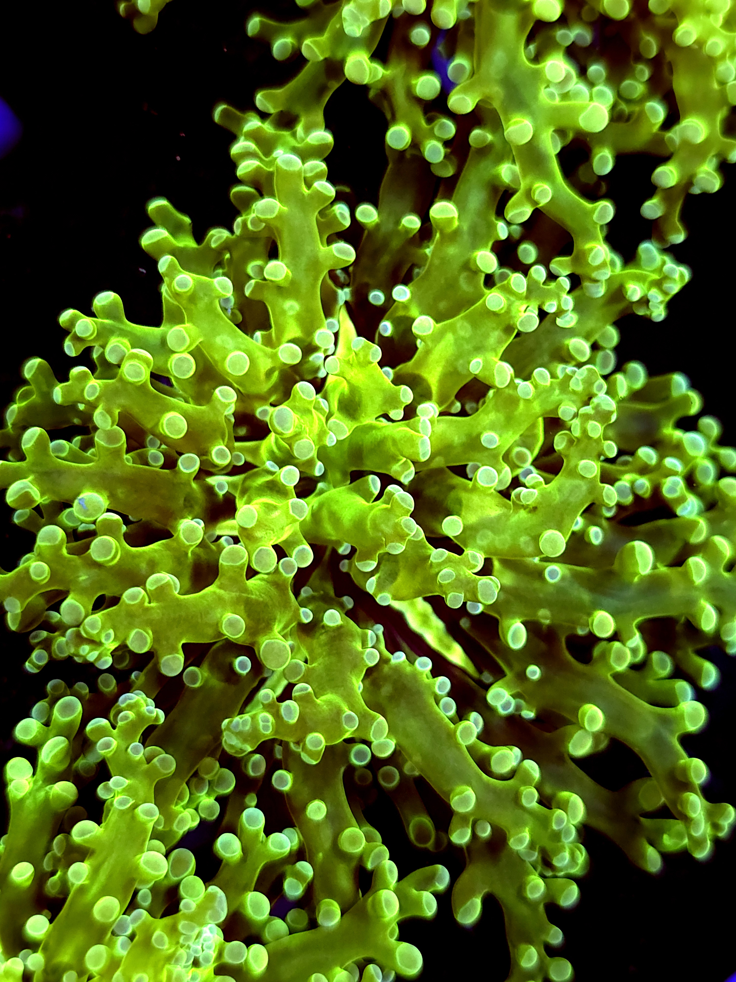 SBB " Green Hulk" Frogspawn