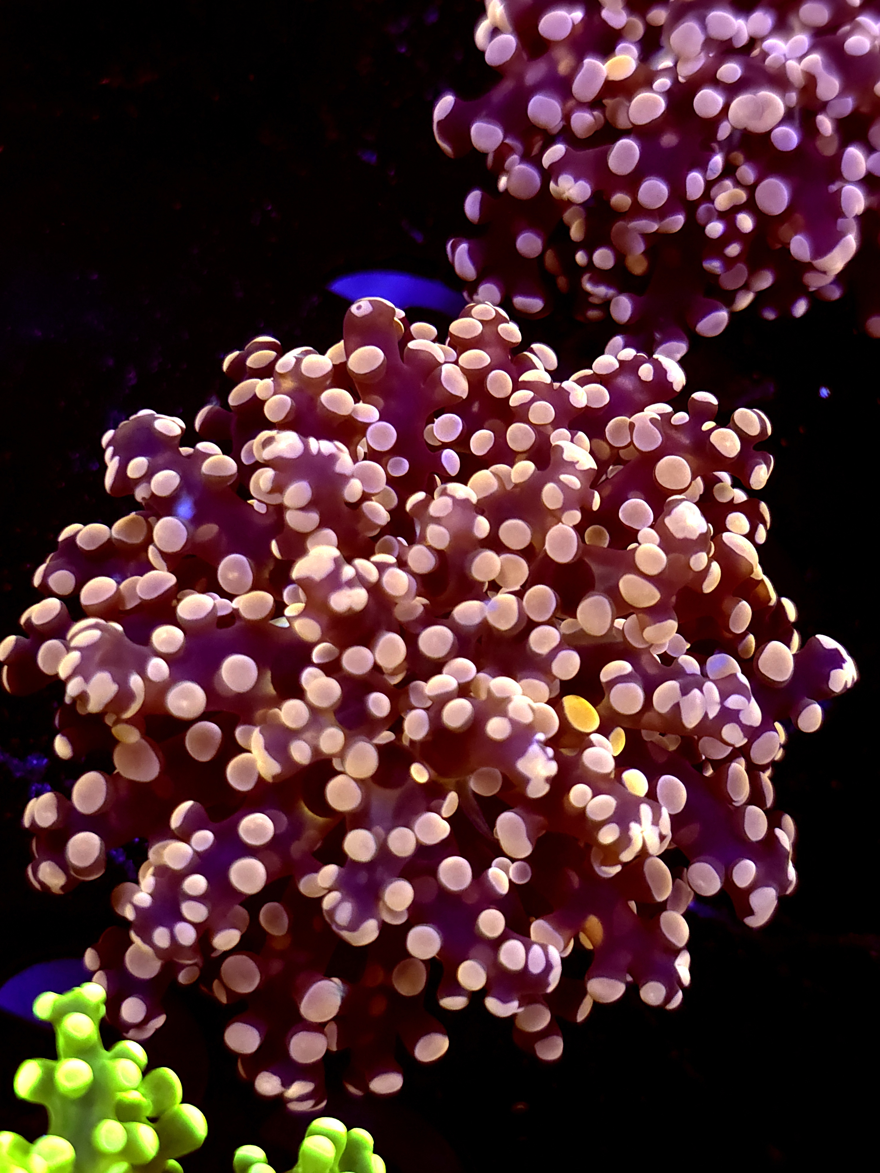 SBB "Lavendor Breeze" Frogspawn