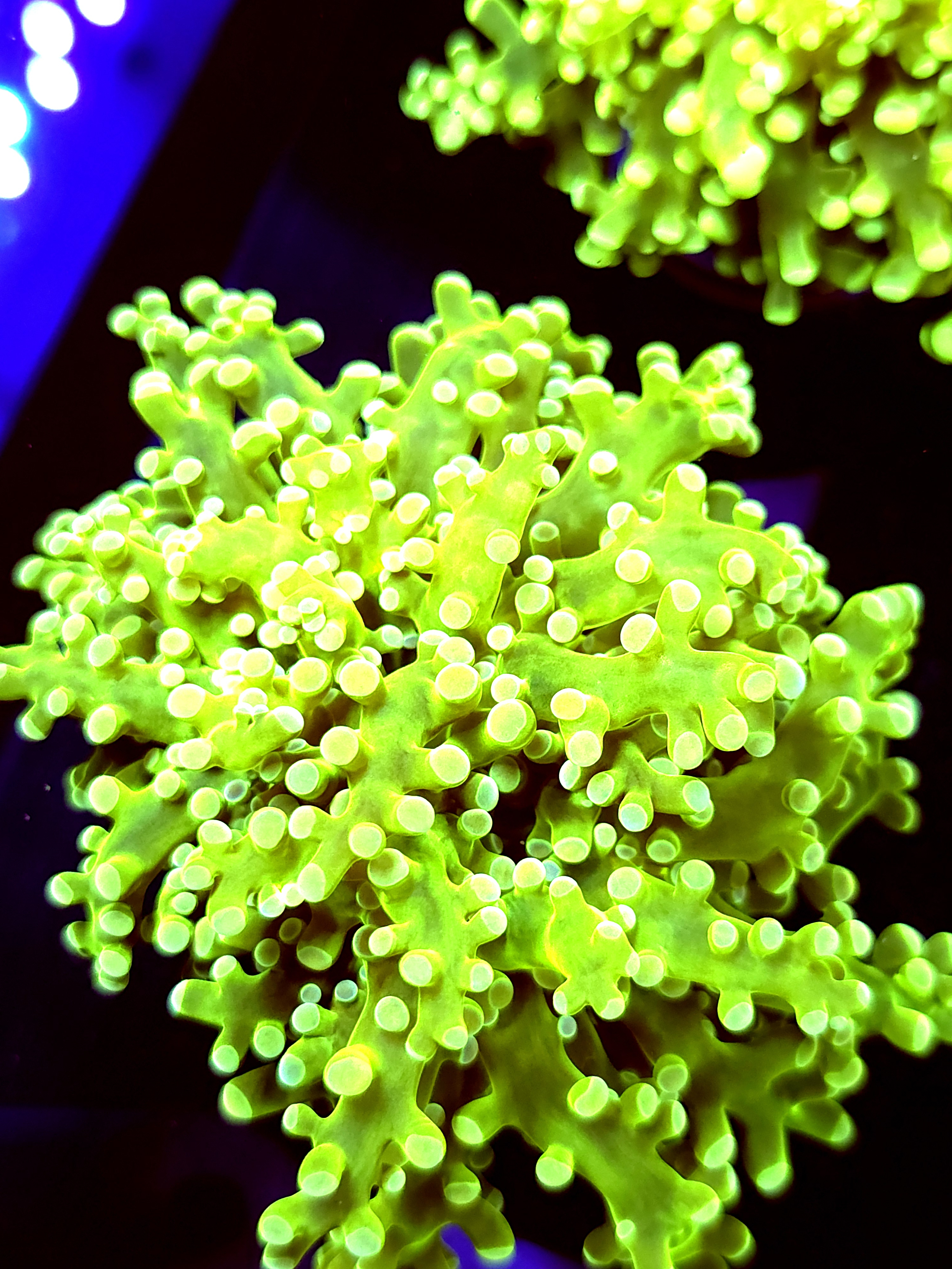 SBB " Green Hulk" Frogspawn