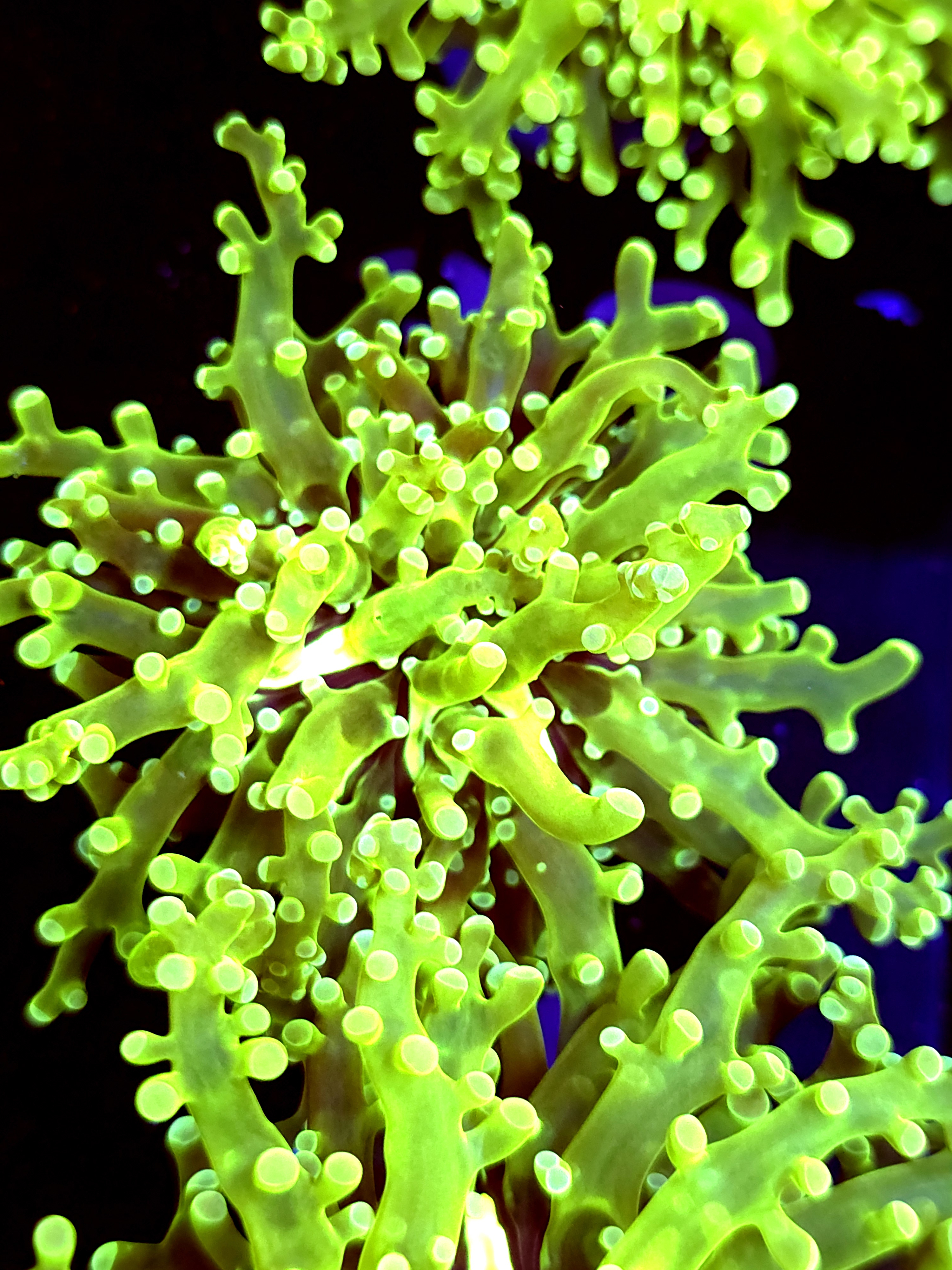 SBB " Green Hulk" Frogspawn