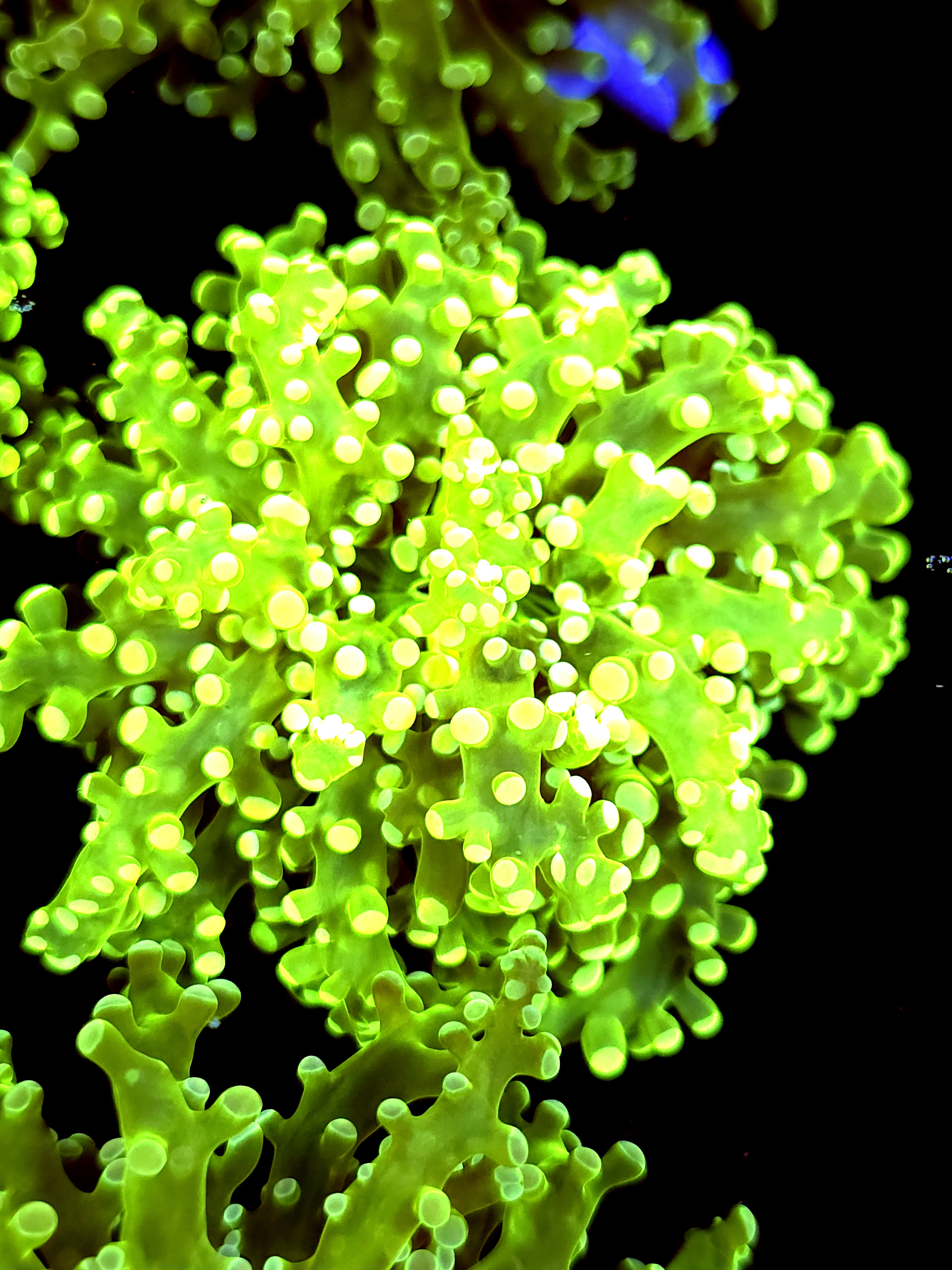 SBB " Green Hulk" Frogspawn