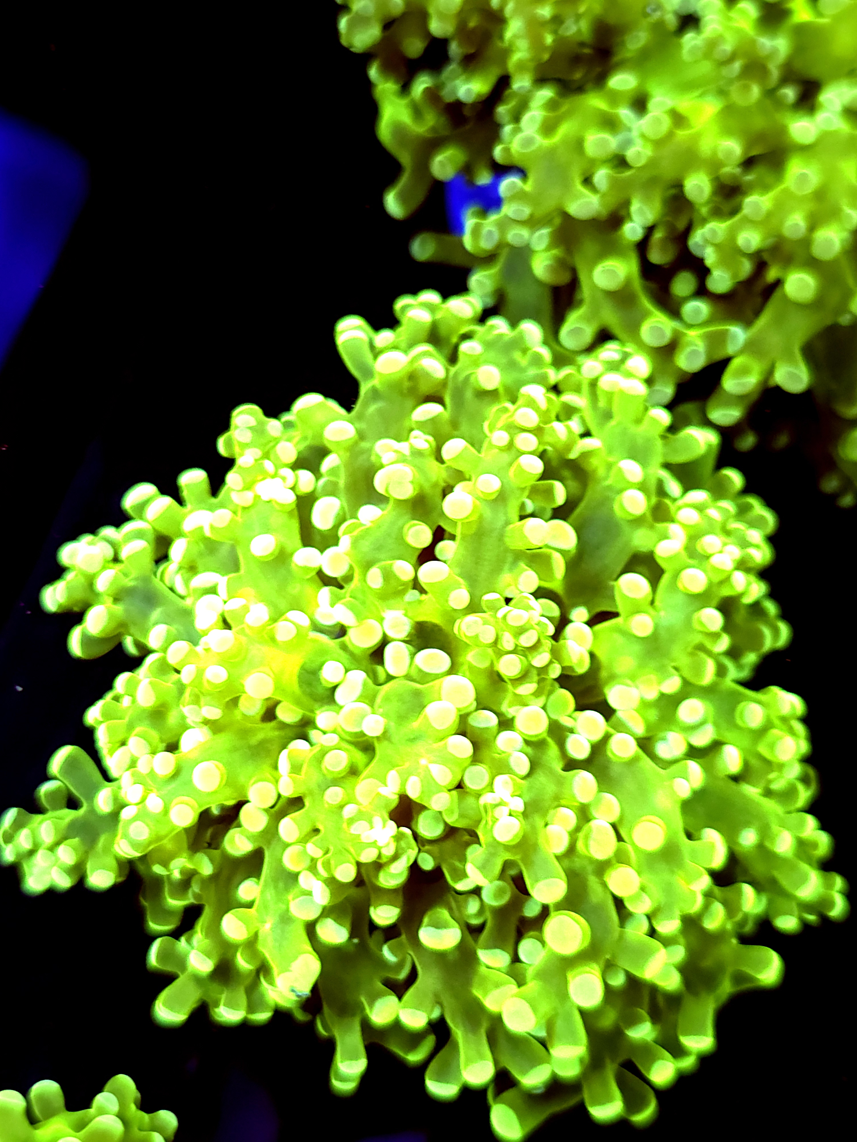 SBB " Green Hulk" Frogspawn