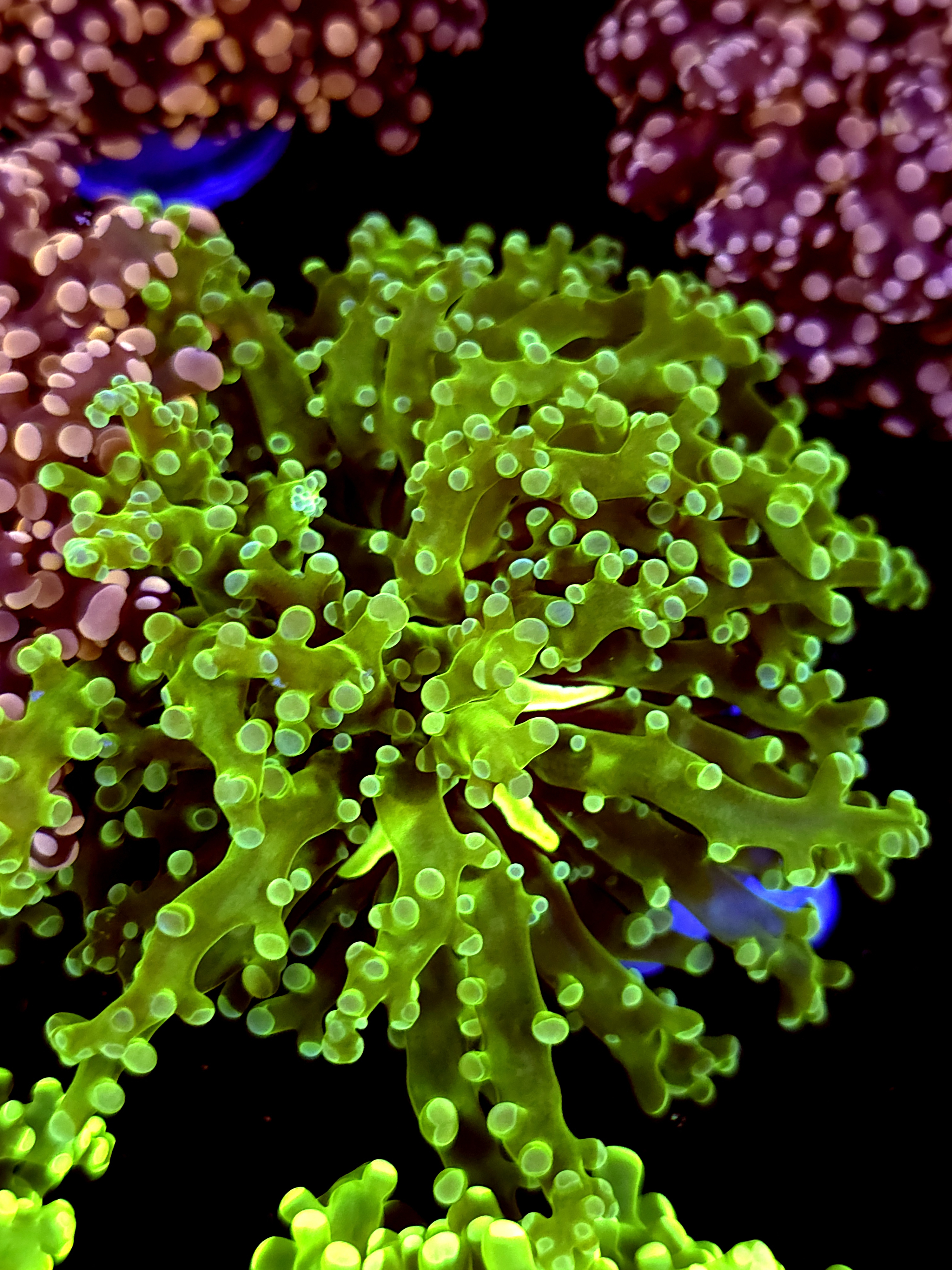 SBB " Green Hulk" Frogspawn