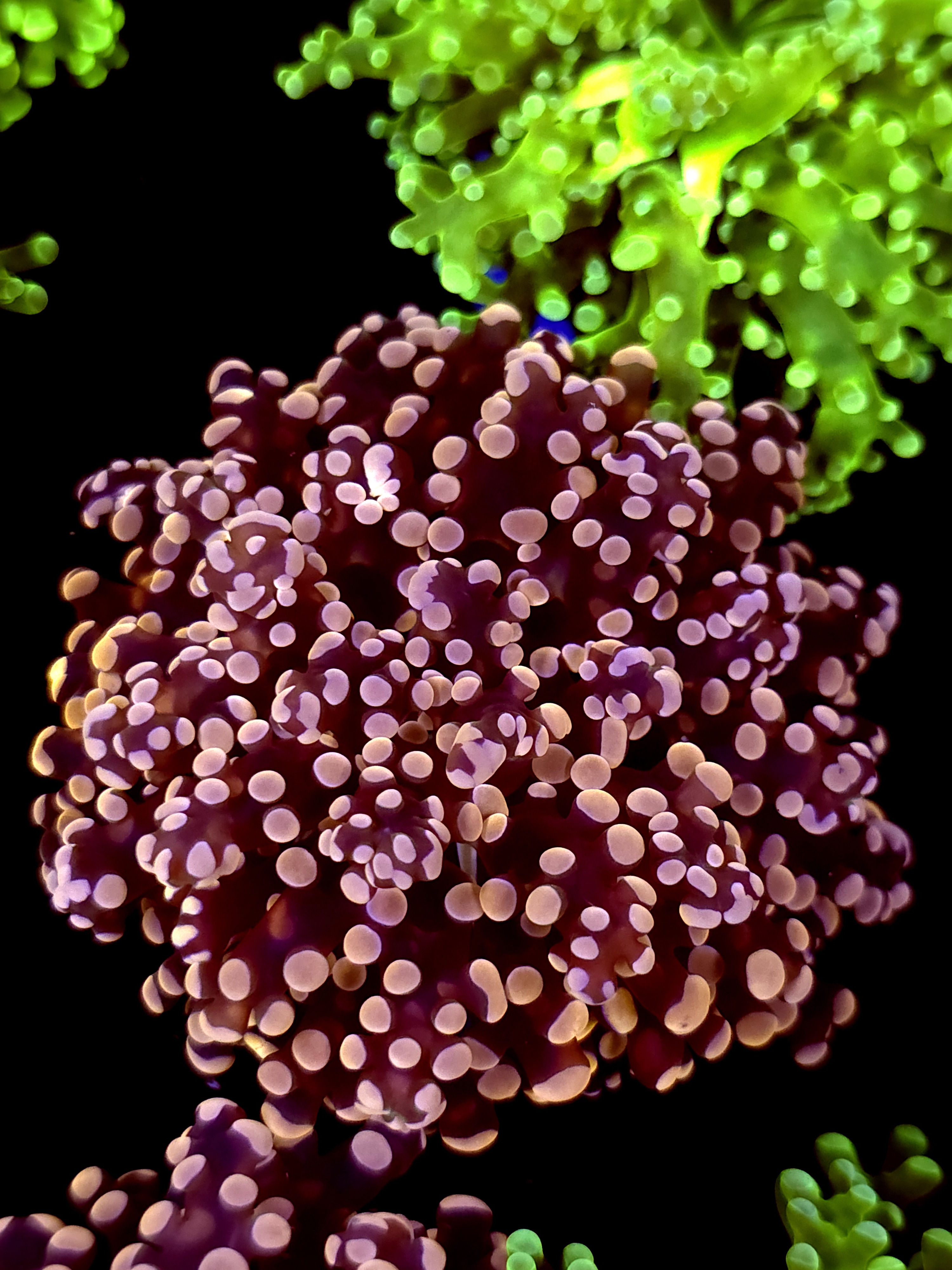 SBB "Lavendor Breeze" Frogspawn