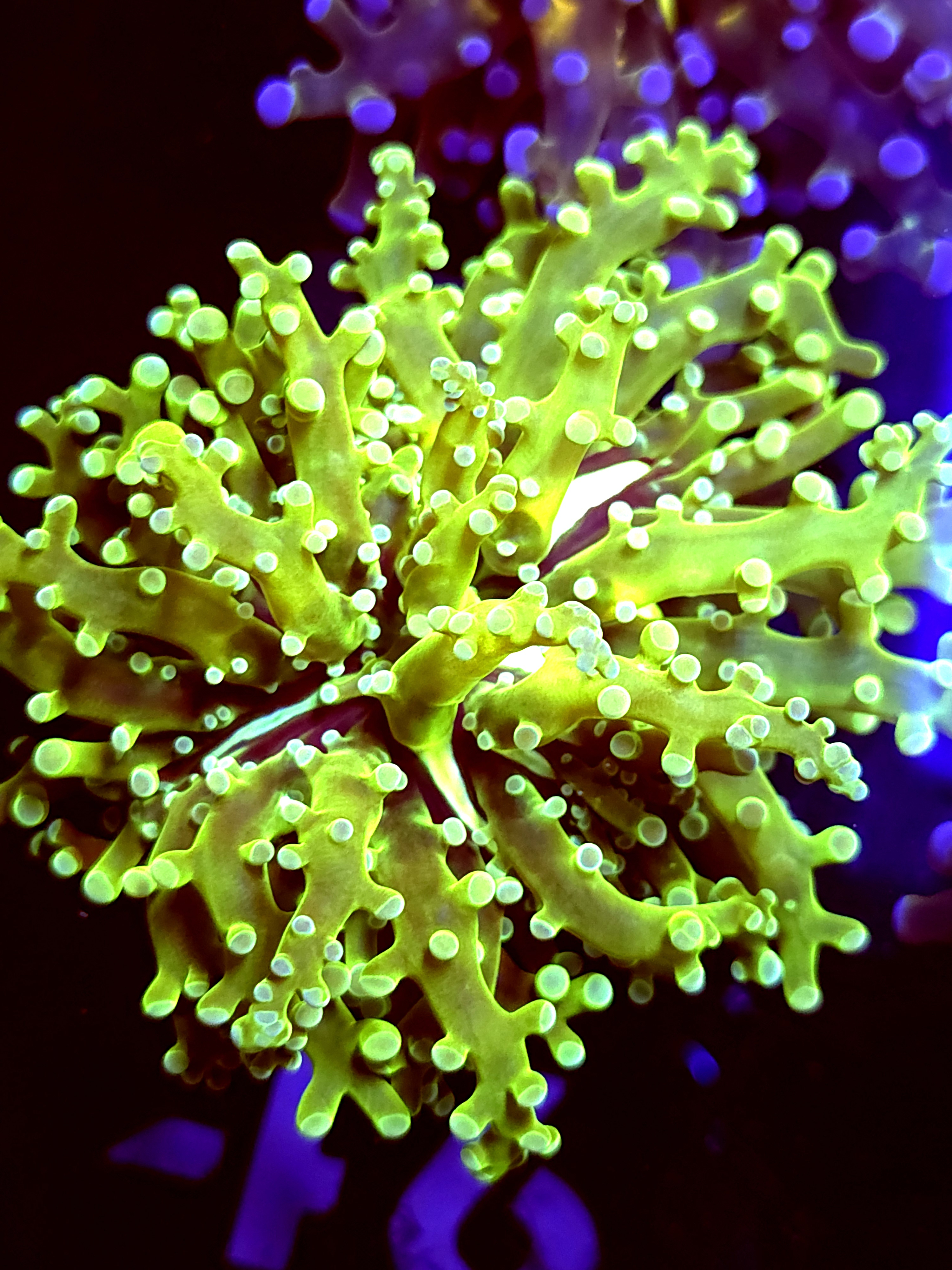 SBB " Green Hulk" Frogspawn