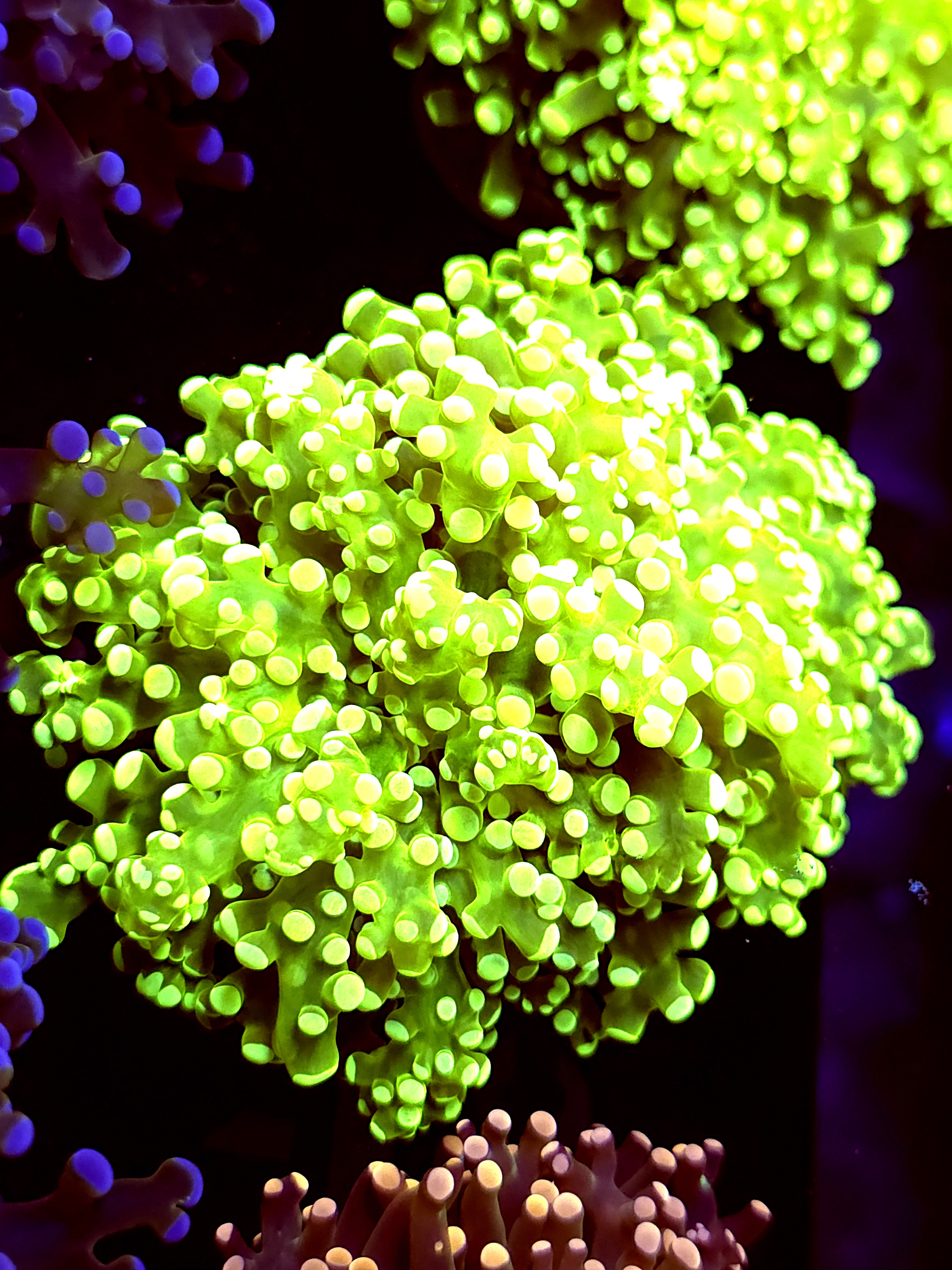 SBB " Green Hulk" Frogspawn