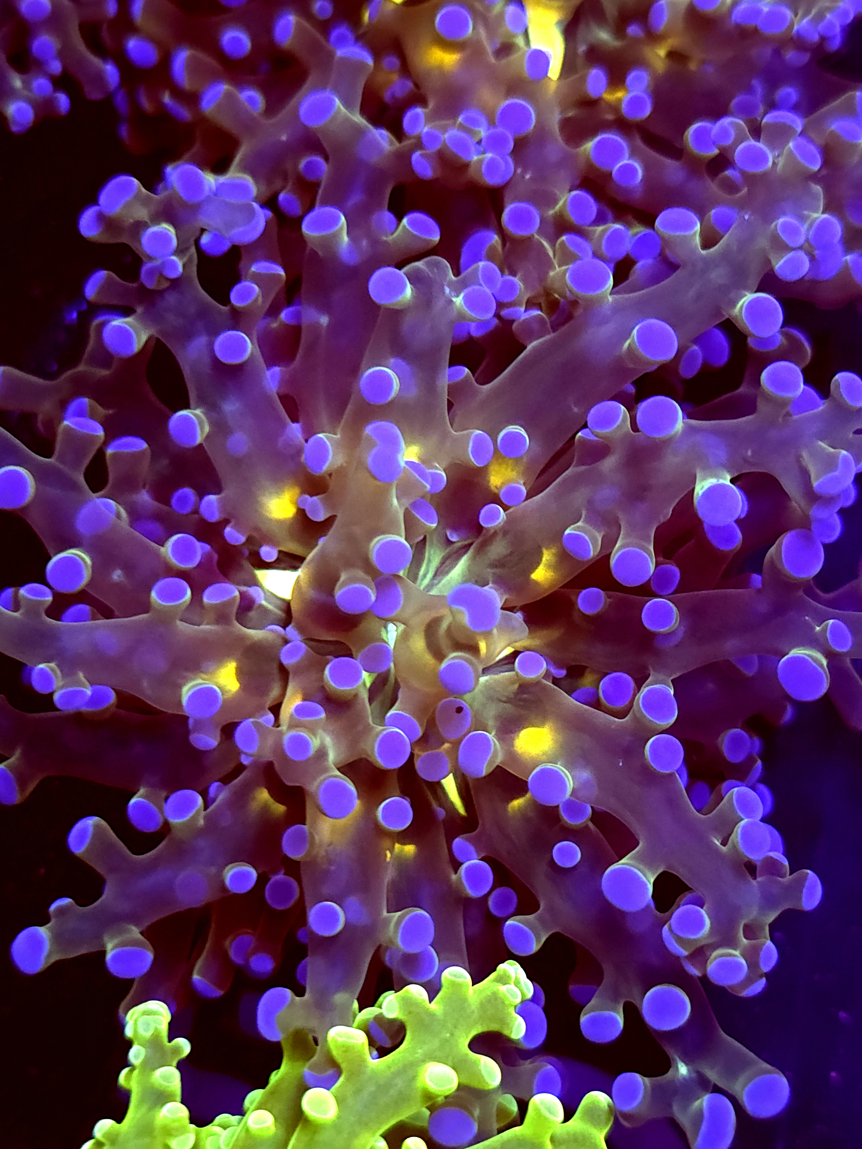 SBB " Blues Clues" Frogspawn