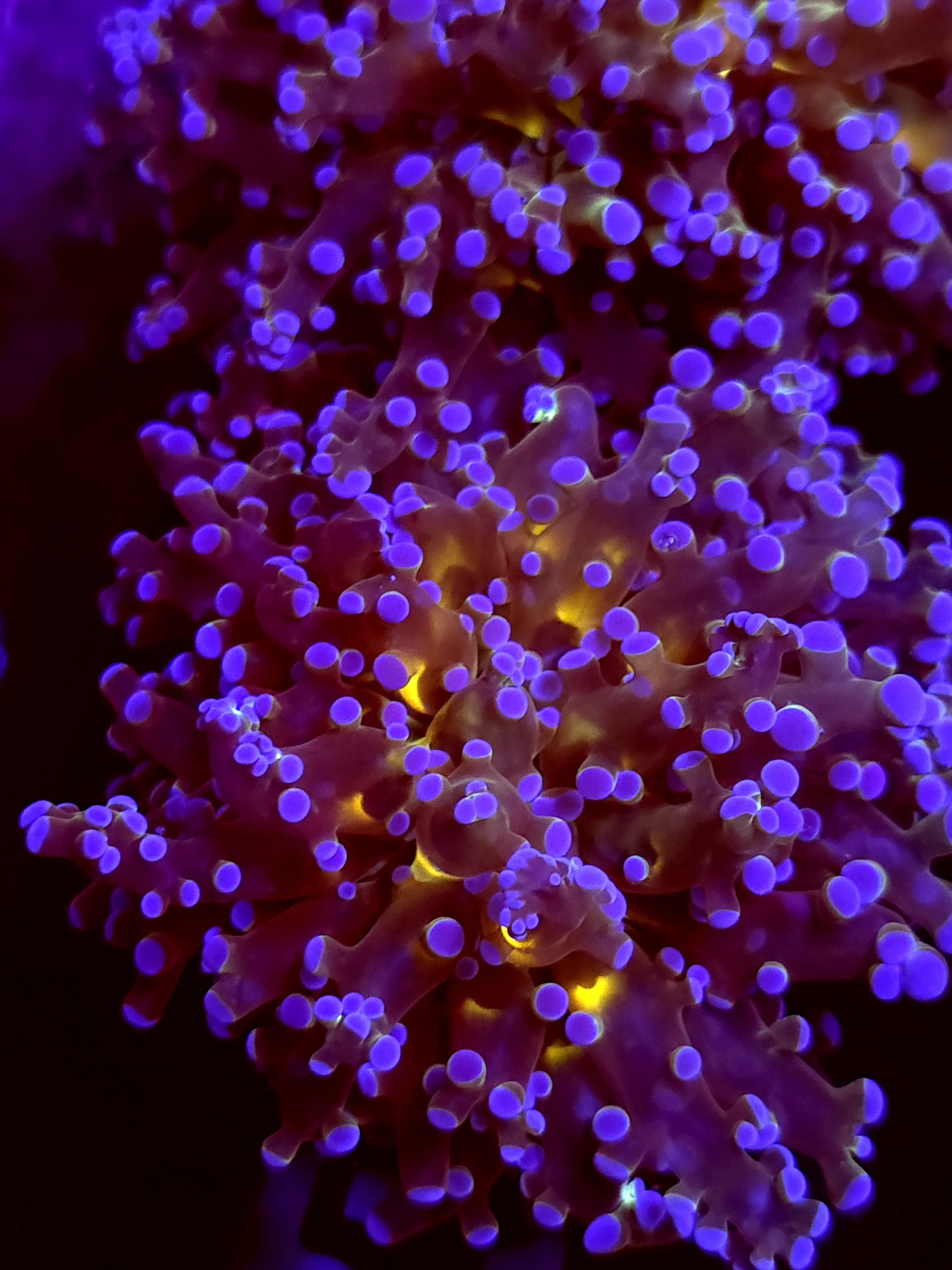 SBB " Blues Clues" Frogspawn