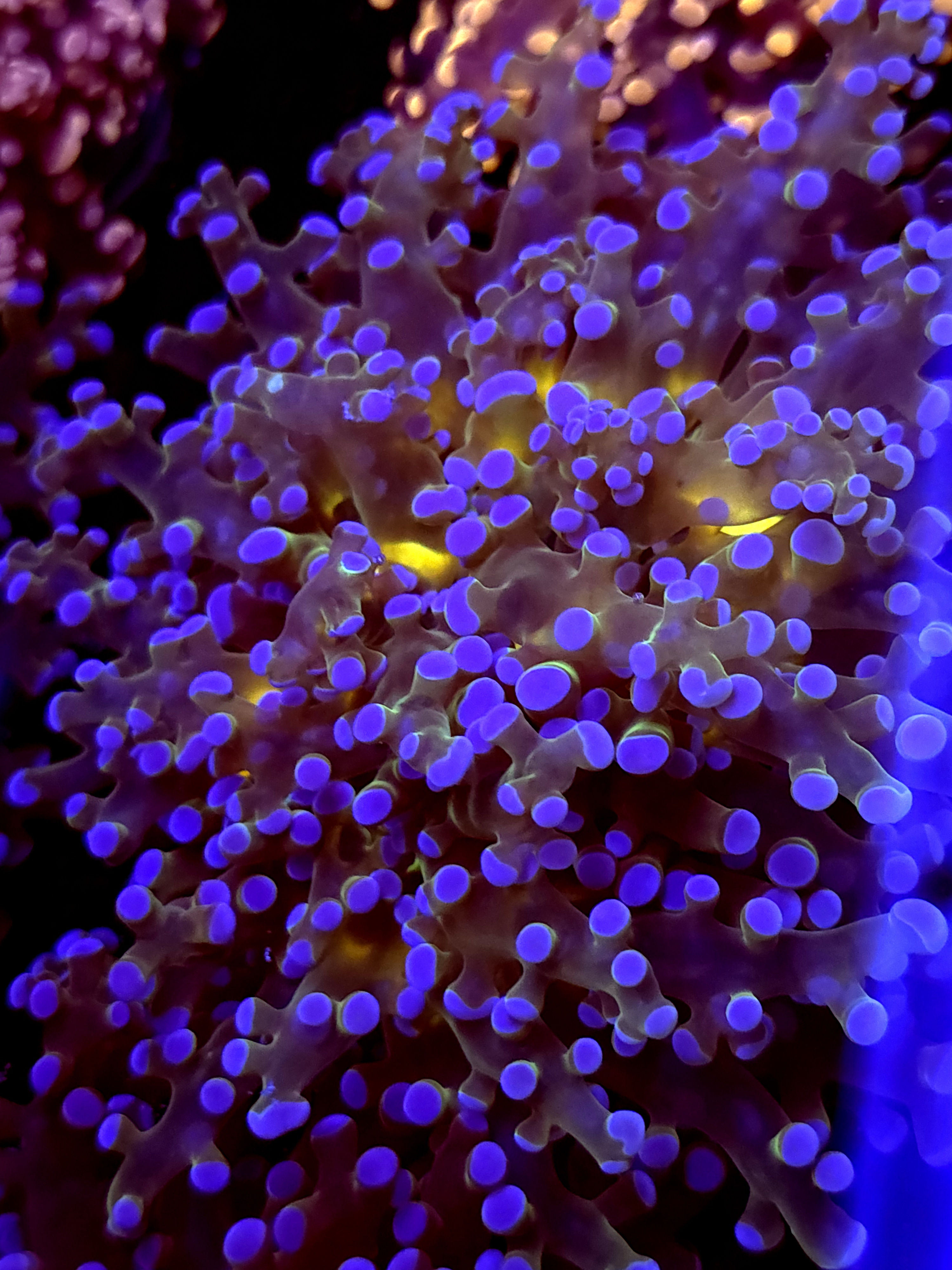 SBB " Blues Clues" Frogspawn