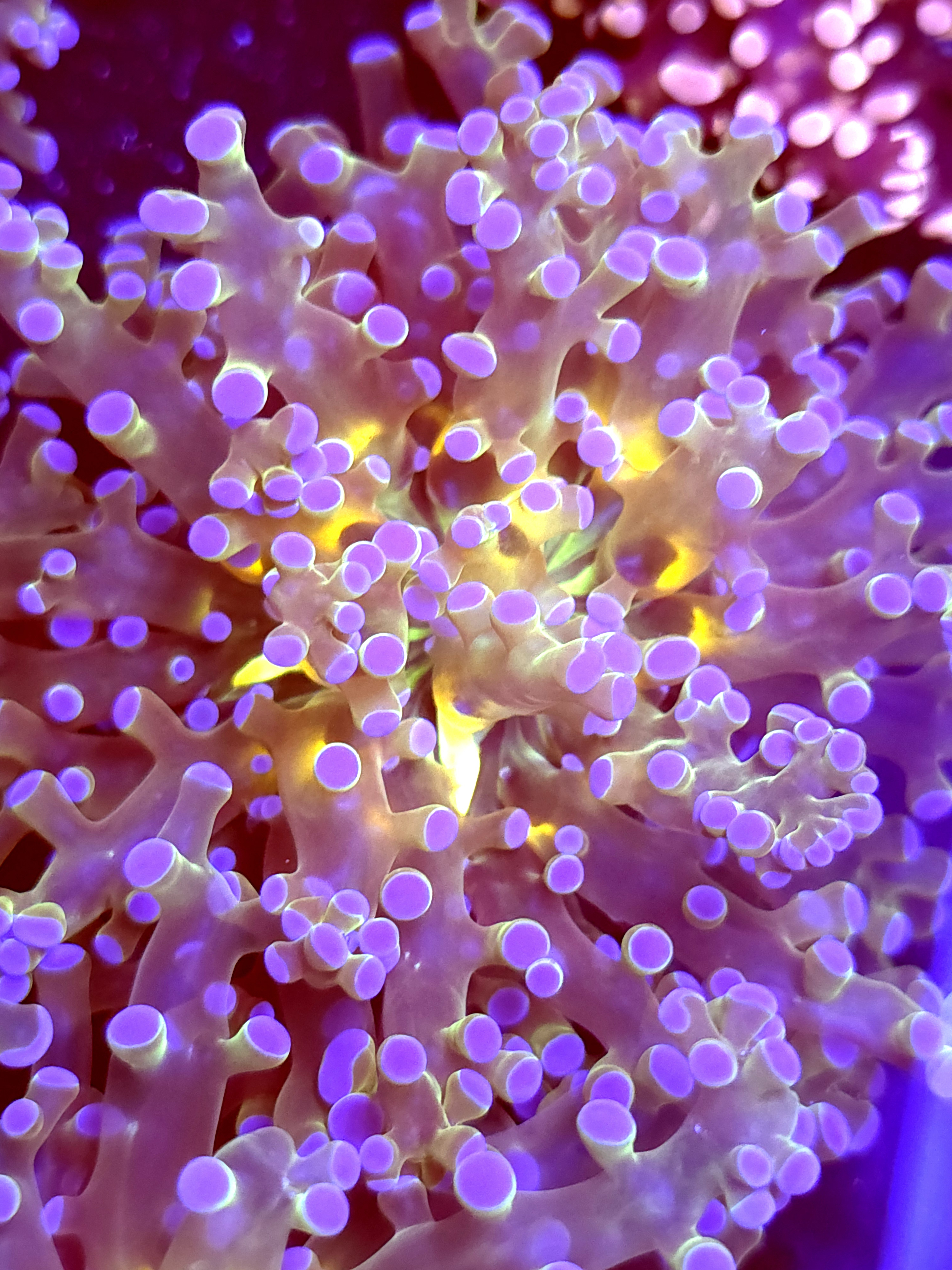 SBB " Blues Clues" Frogspawn