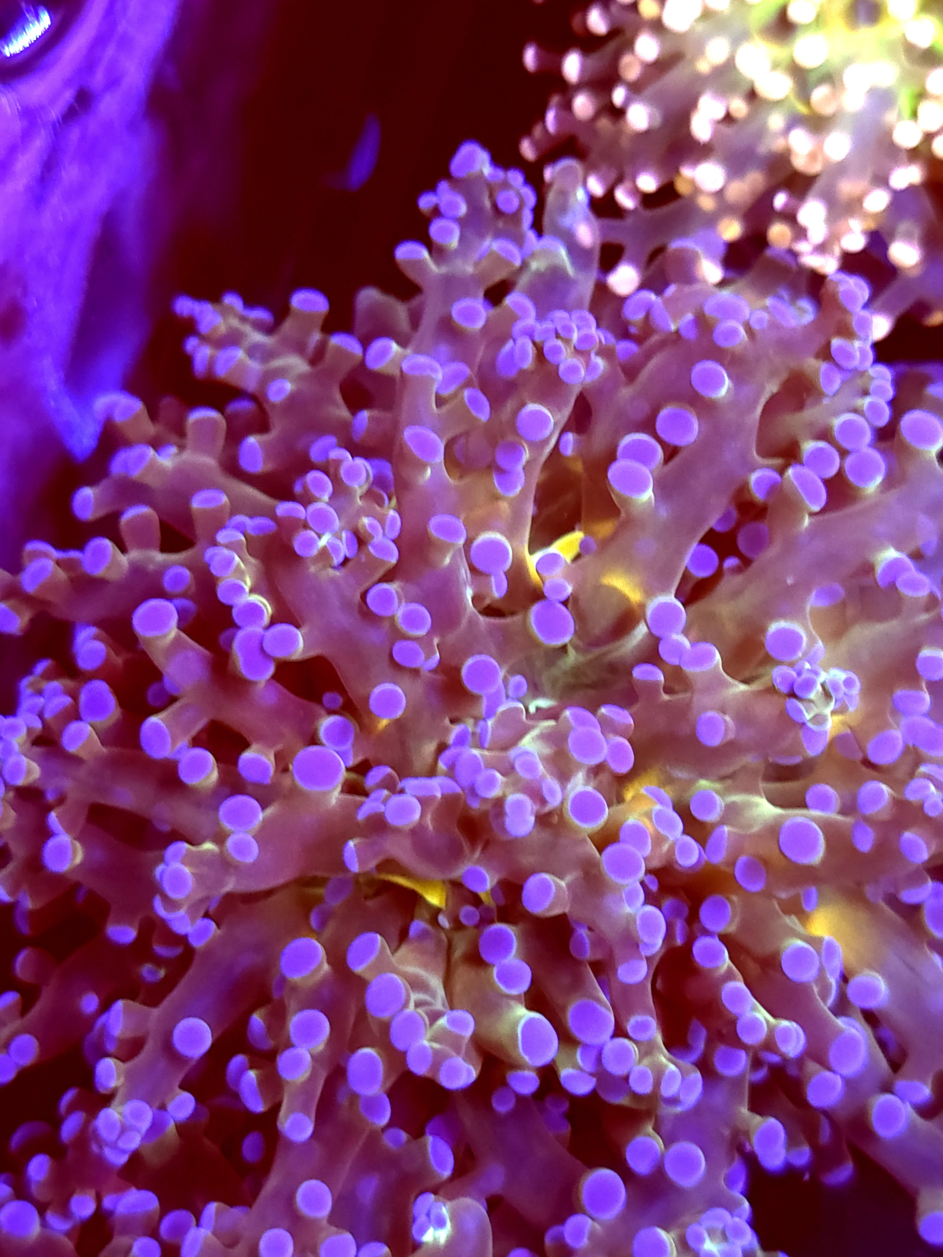 SBB " Blues Clues" Frogspawn