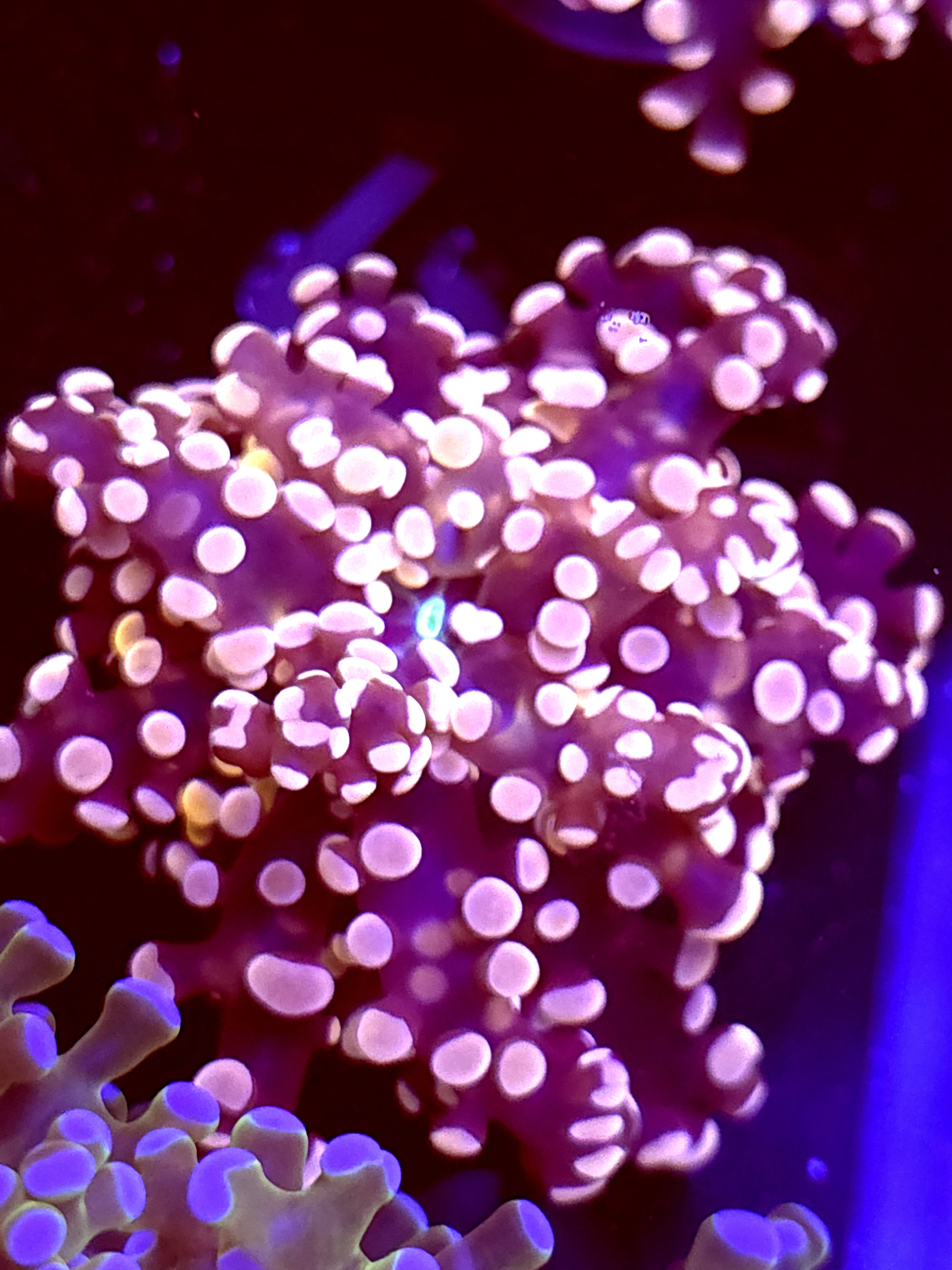 SBB "Lavendor Breeze" Frogspawn